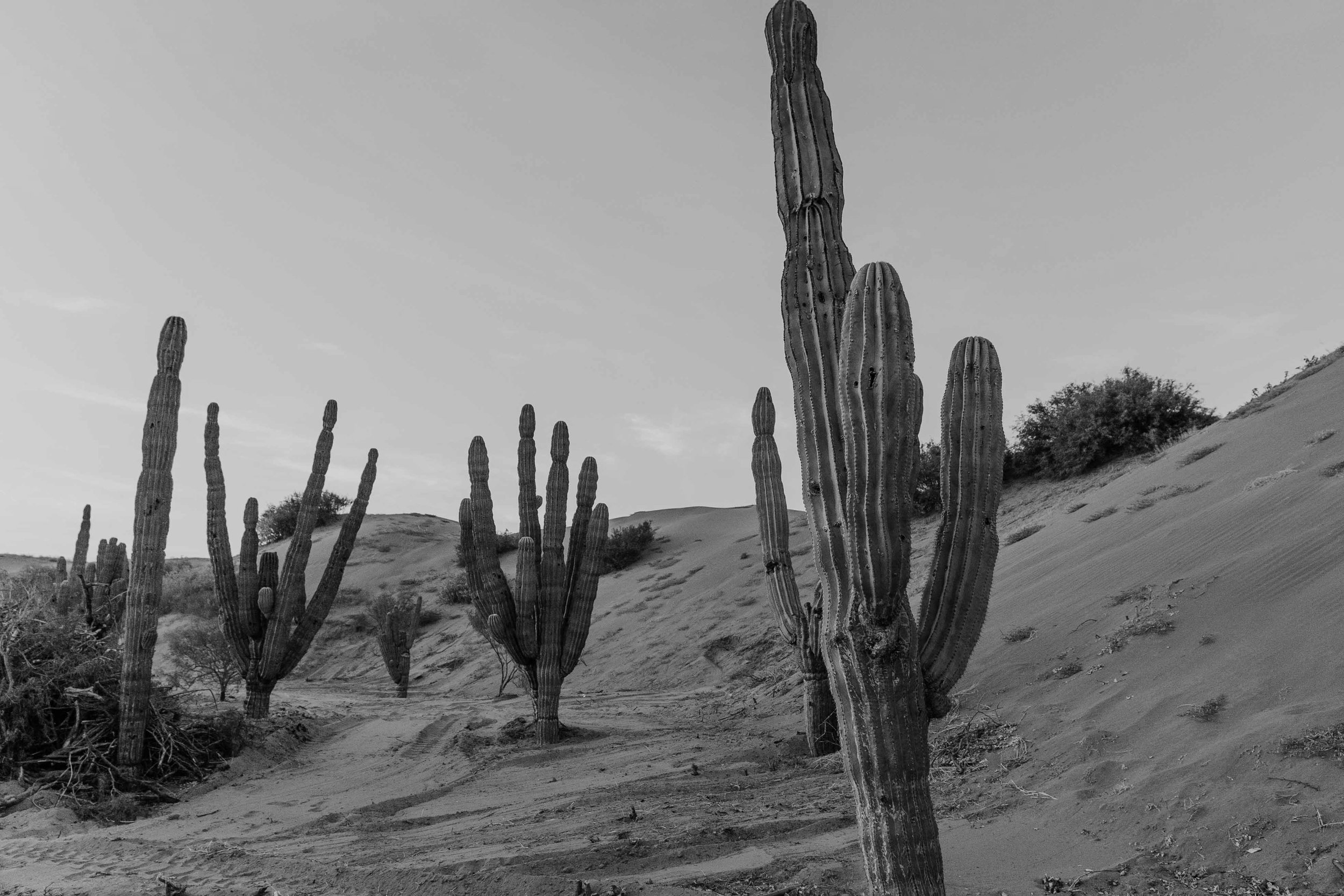 RESILIENT CACTI