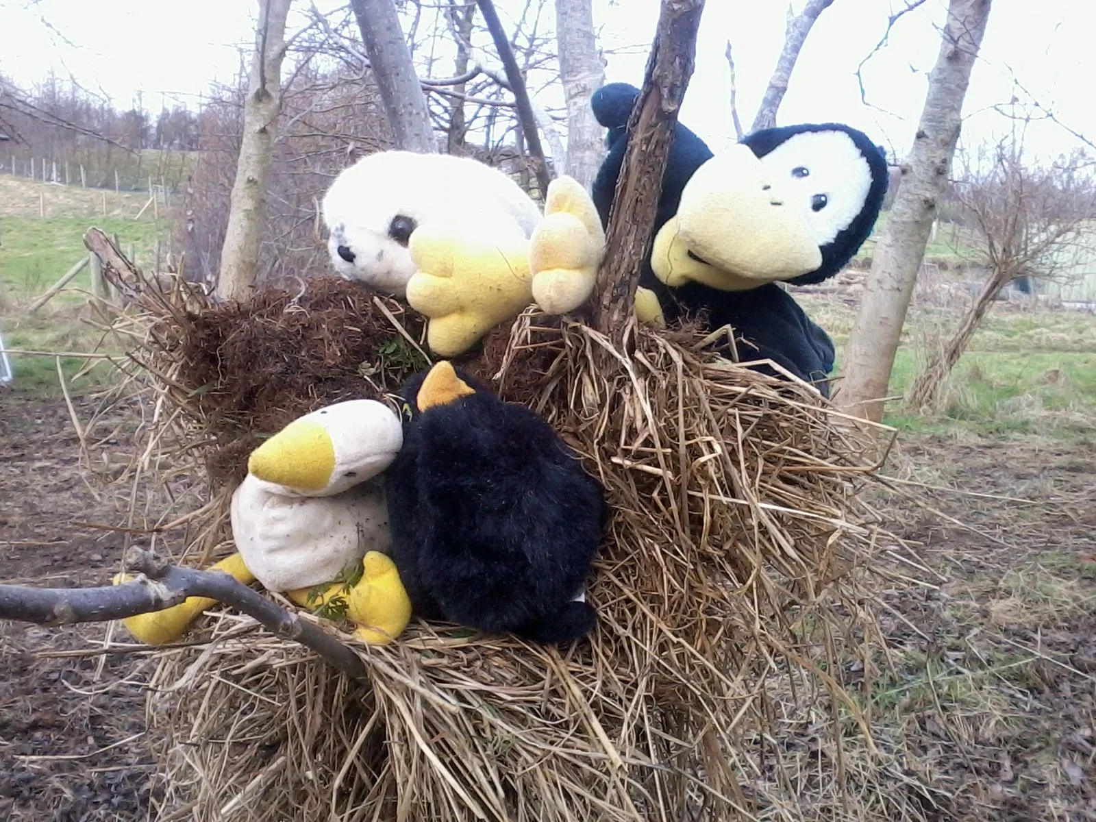 It’s all about the birds…