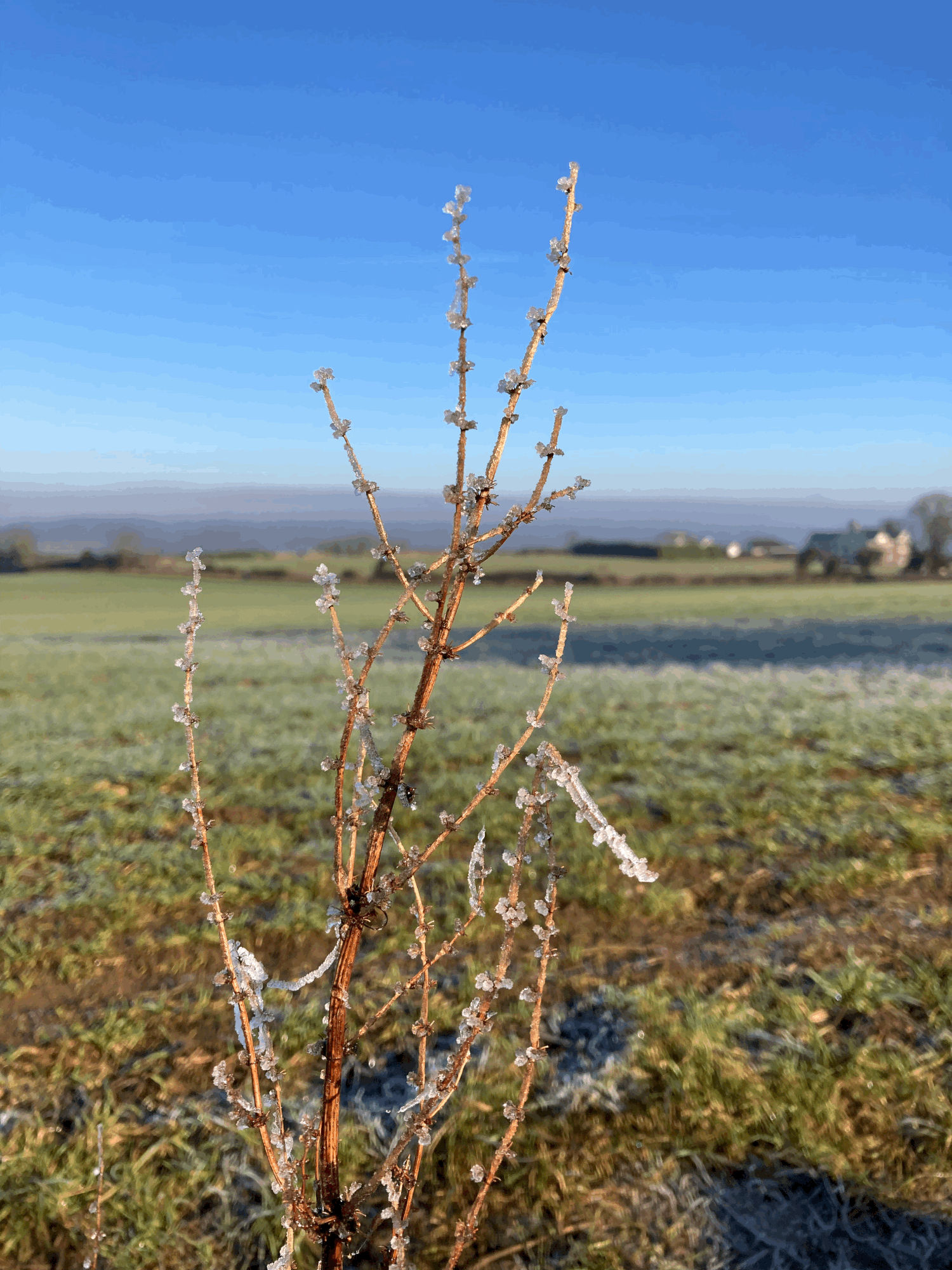 Tree planting Saturday 