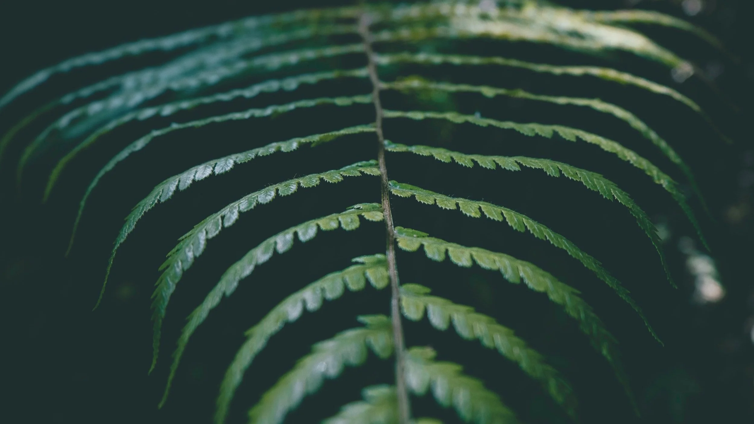 News from Families in Turkey