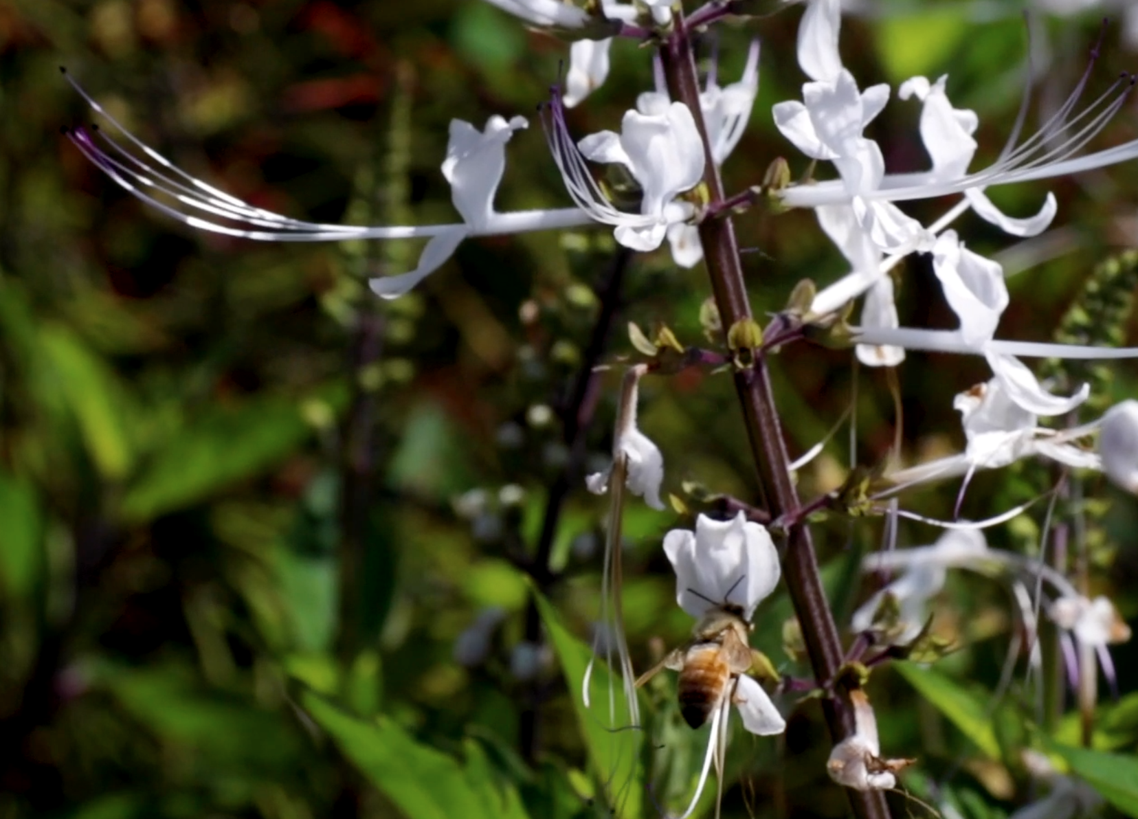 Screen Shot 2021-07-20 at 6.26.38 pm.png