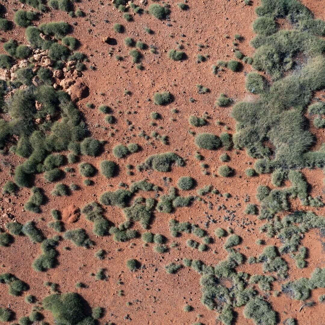 Aboriginal and Torres Strait Islander communities have immense knowledge of the landscape and are well versed in utilising natural materials for a myriad of purposes. Spinifex resin was used to haft artefacts onto wooden implements &ndash; it goes ro