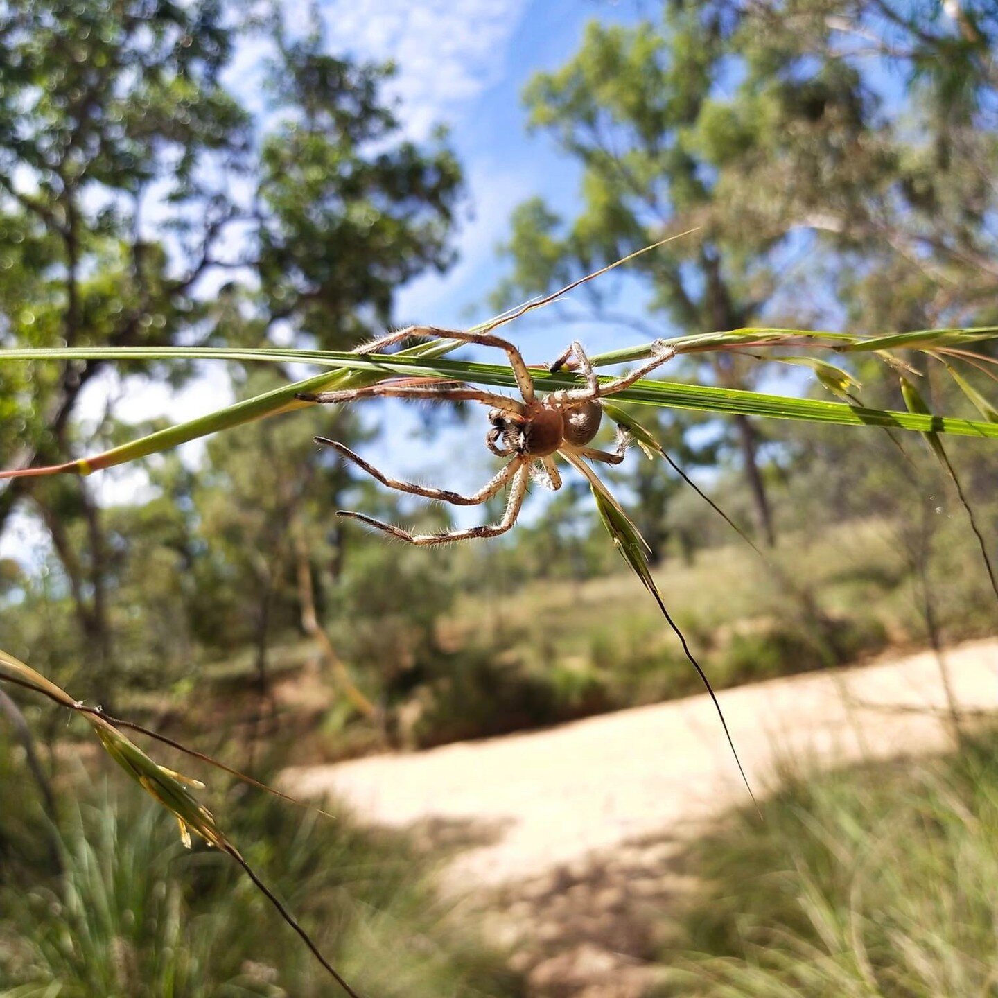 #WhereTheWildThingsAre

Our team was out near Charters Towers, North Queensland recently when this spider decided to hitch a ride one of our shoulders. 

Thankfully, it didn&rsquo;t mind being transferred to this leaf stem where it relaxed in the sun