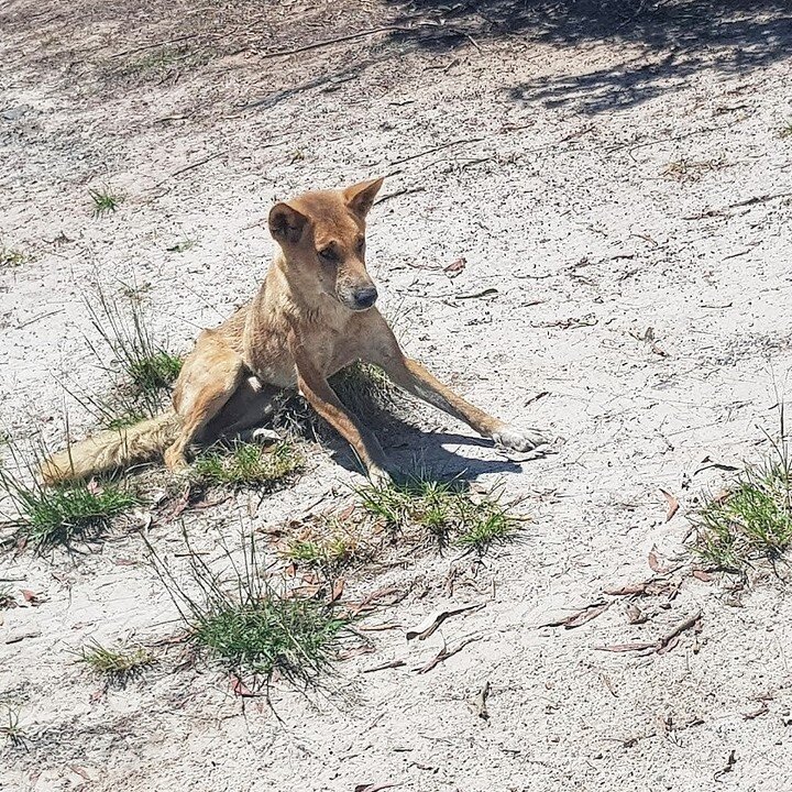 Spotted: a Wongari (wild dingo) up on K'gari (Fraser Island). Before Europeans came to K'Gari, there were two types of dingos known to the Butchulla People (the Traditional Owners of K'Gari), the Wongari and the Wat'dha (camp dingo), however only the