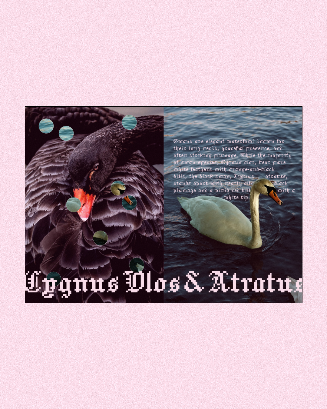 Collage of two swans, one black with orange beak and one white with orange beak, on water, overlaid with text and small circular images, with a pink textured background.