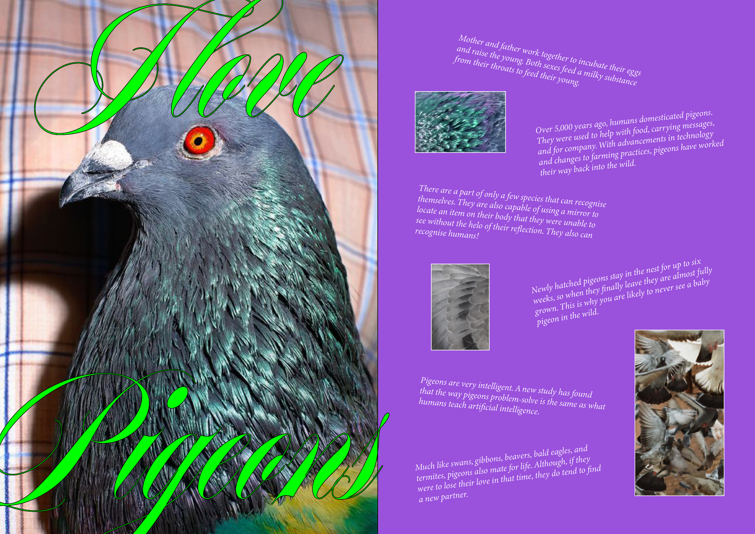 A close-up of a pigeon's head with vibrant orange eyes and iridescent feathers. Text overlay reads 'Love Pigeons' in green cursive. The right side contains informational text and images about pigeons' history, intelligence, and behaviors, all on a pu
