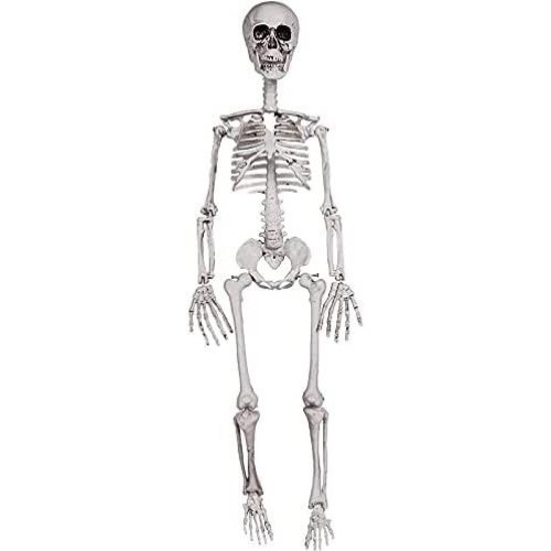 Skeleton 3 feet￼