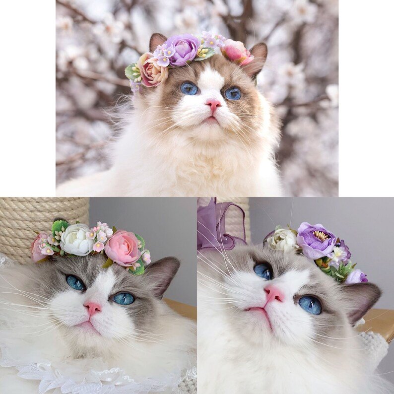 Cat Flower Crown/Collar