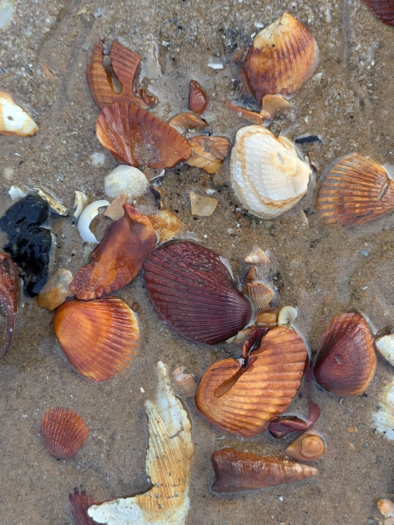 Curious colours. 

I've never seen shells this colour. Just one little patch on a big stretch of beach. 

Stained by tea? 

Remembering the power of curiosity in relational embodiment work 💚

#therapist #therapy #counselling #embodiment #ecotherapy 