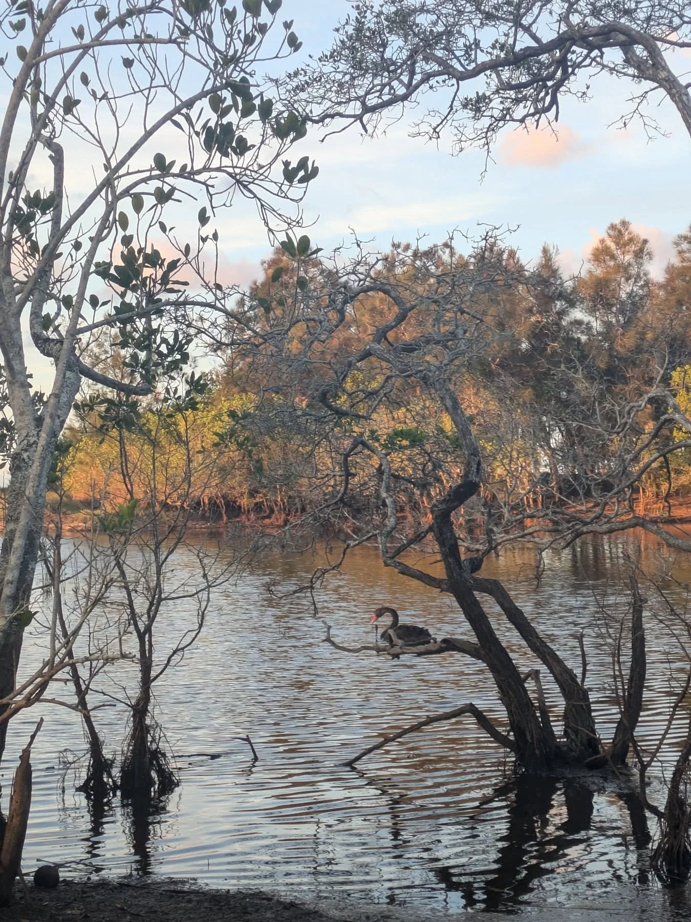 Moved by the returning presence of black swans on these travels... 

A message of transformation and beauty, alongside the necessary feeding in the murky dark swamp...

A message you're meant to be here just as you are.

🖤 🦢🖤