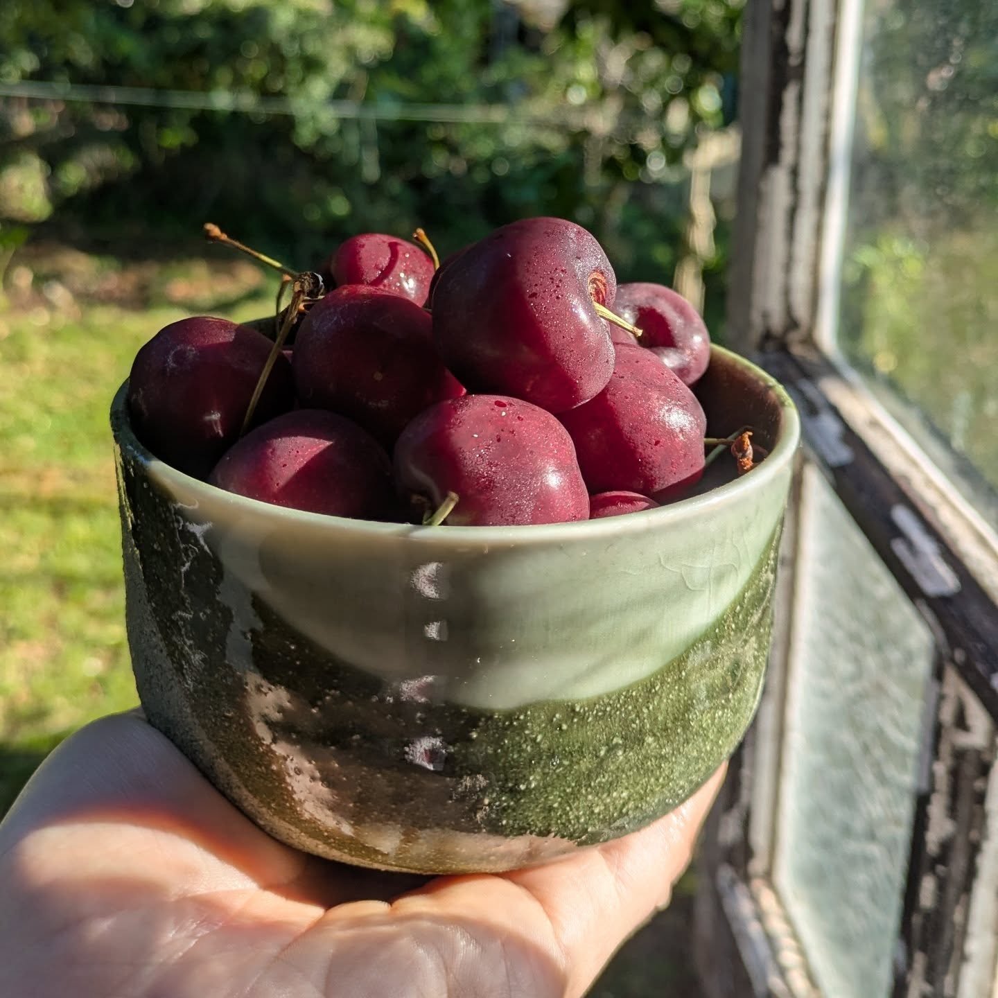 Cherries and cheers with a touch of chaos.
 
May all beings receive merry and bright, know peace and abundance ❤️💚❤️💚 

#christmas #christmaswish