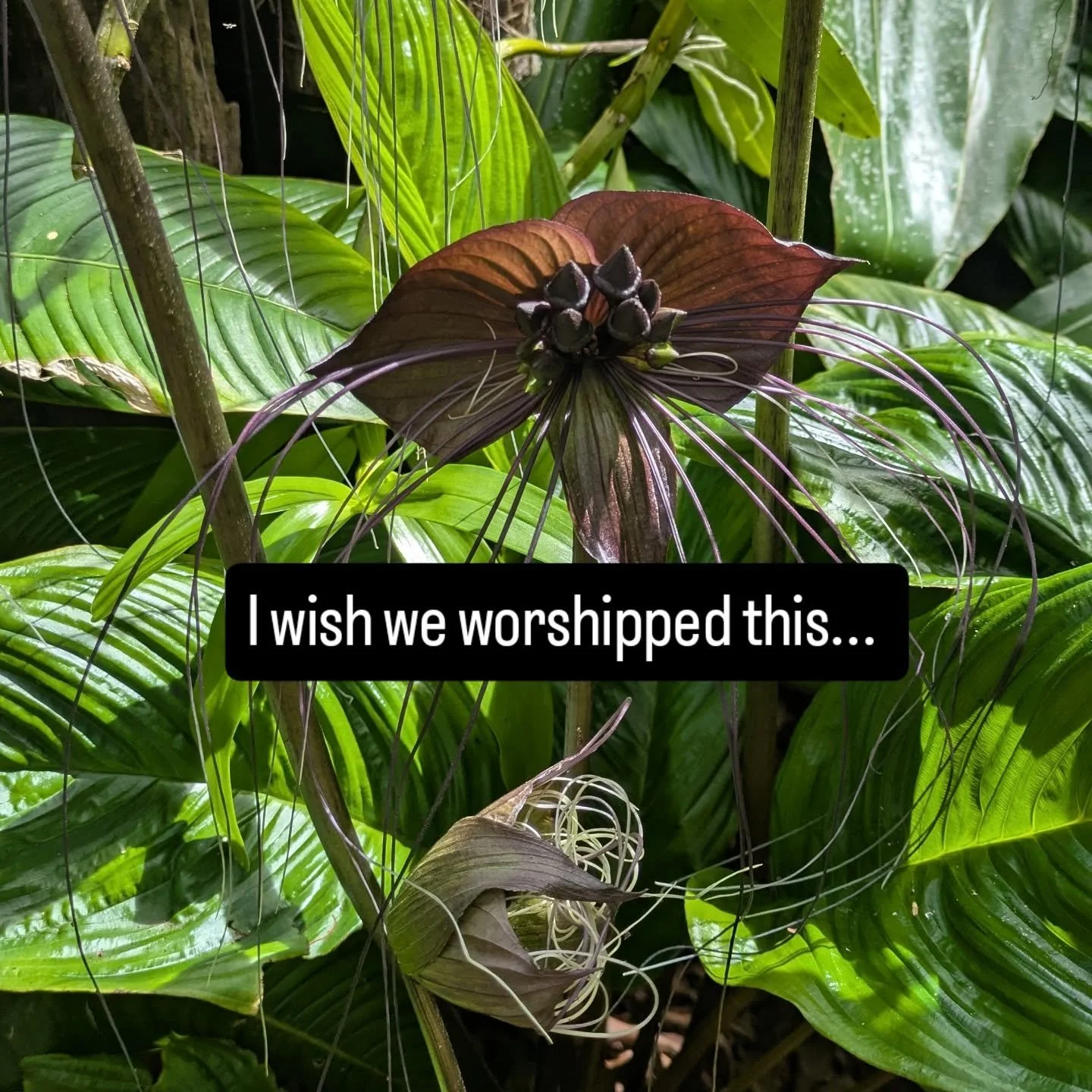 Your magesty,
I wish we worshipped this, instead of gurus and monarchs and gods and leaders who abuse power. 

Your magesty,
I wish we revered your slow unfolding unassuming splendour, instead of systems that extract, processed food that makes us sic