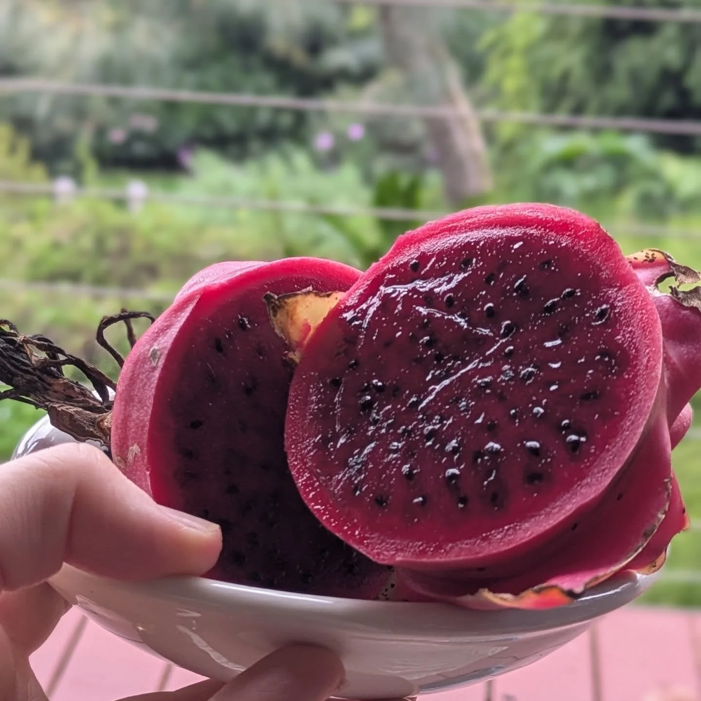 Today's altar. Surprise pink dragon fruit from the garden and blue lotus flower 🩵💕
New moon blessings.
May all beings be free.