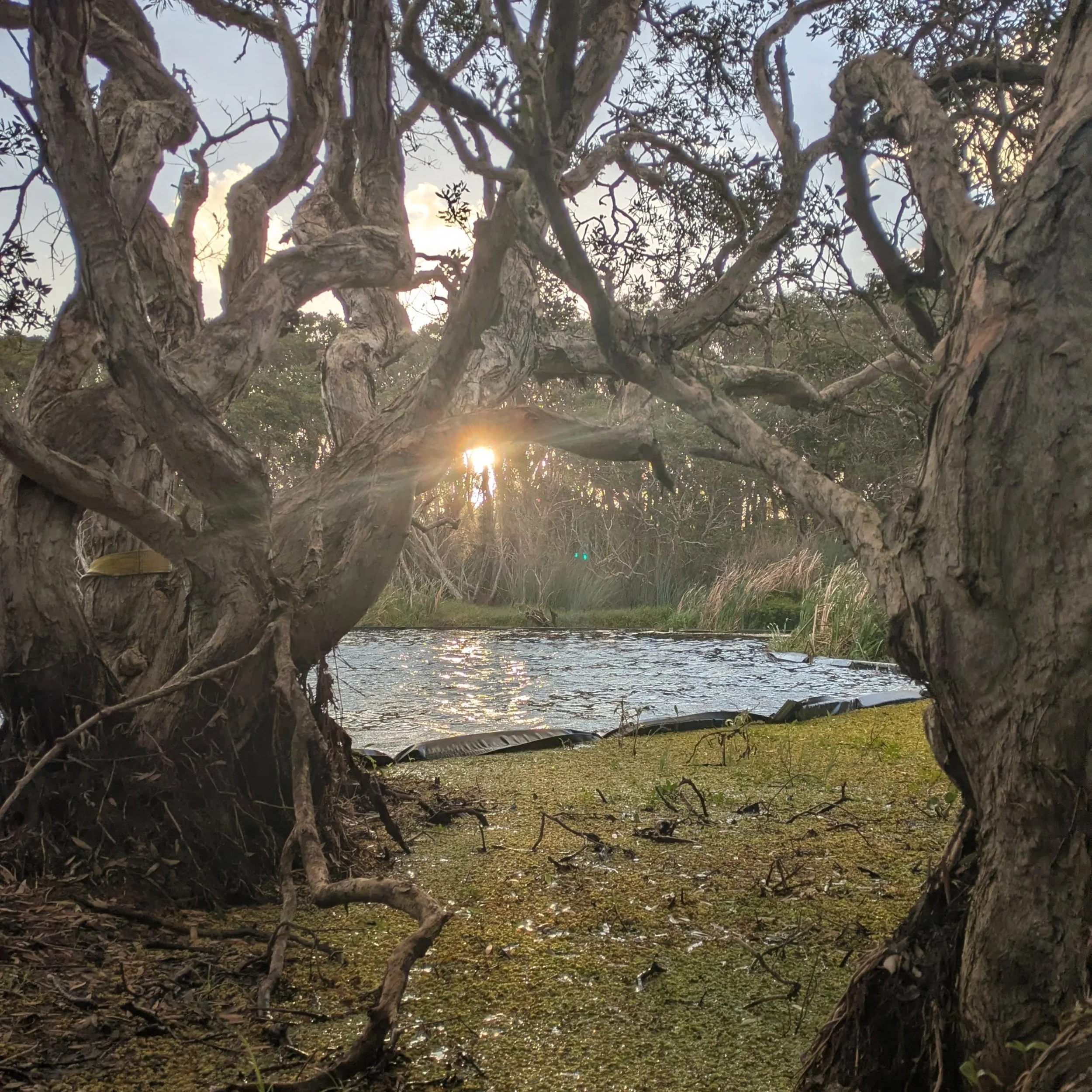 Fresh out of the medicine tea tree and salt waters.
Held and welcomed on Bundjalung country 
In deep listening to Elders, Earth, Eachother and within. 
Moving, weeping, laughing, smoking, dancing, drawing, weaving, grieving, vocalising, connecting, p