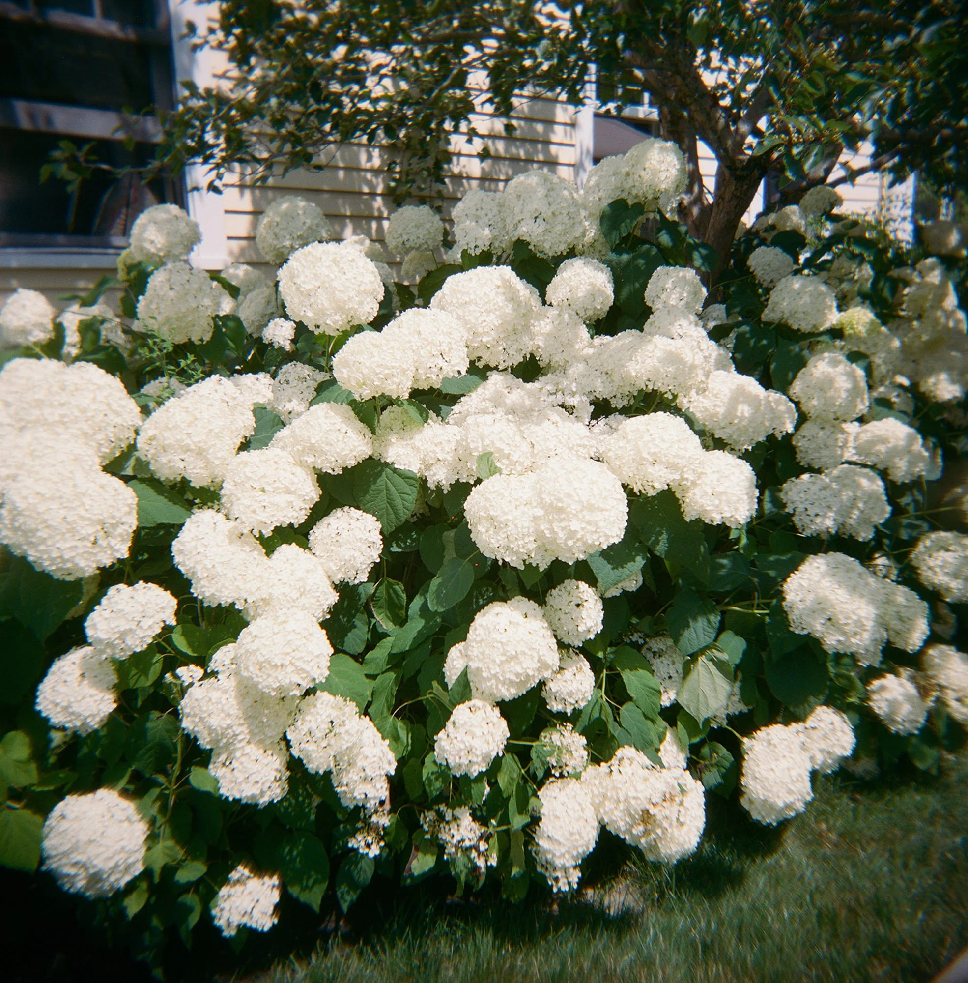 kennebunk-maine-wedding-only-film-wedding-photos-jesslivingphoto-92.jpg