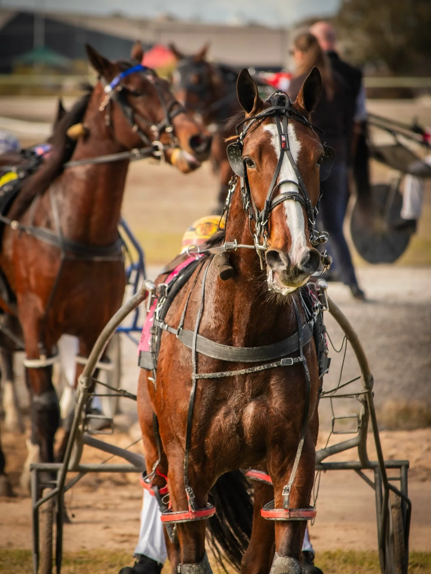 June snaps you might&rsquo;ve missed 🐎 📸

📍 Horsham Race Day 
📍 YDF Content Days 
📍 Weanling photoshoots
