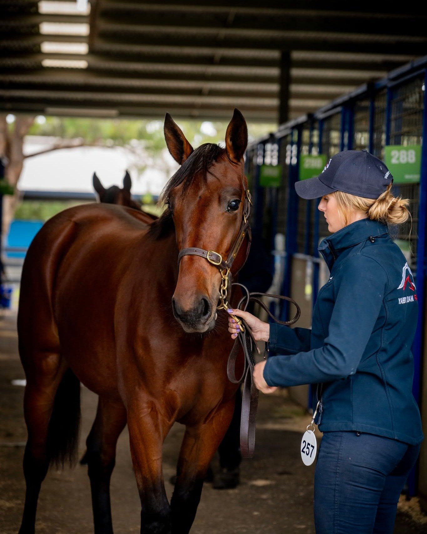 Spent Sunday behind the camera at the Melbourne Nutrien Equine Standardbred Yearling Sales, for client Yabby Dam Farms 🐎 📸

@yabbydamfarms @nutrienequinesb

#horseracing #equinephotography