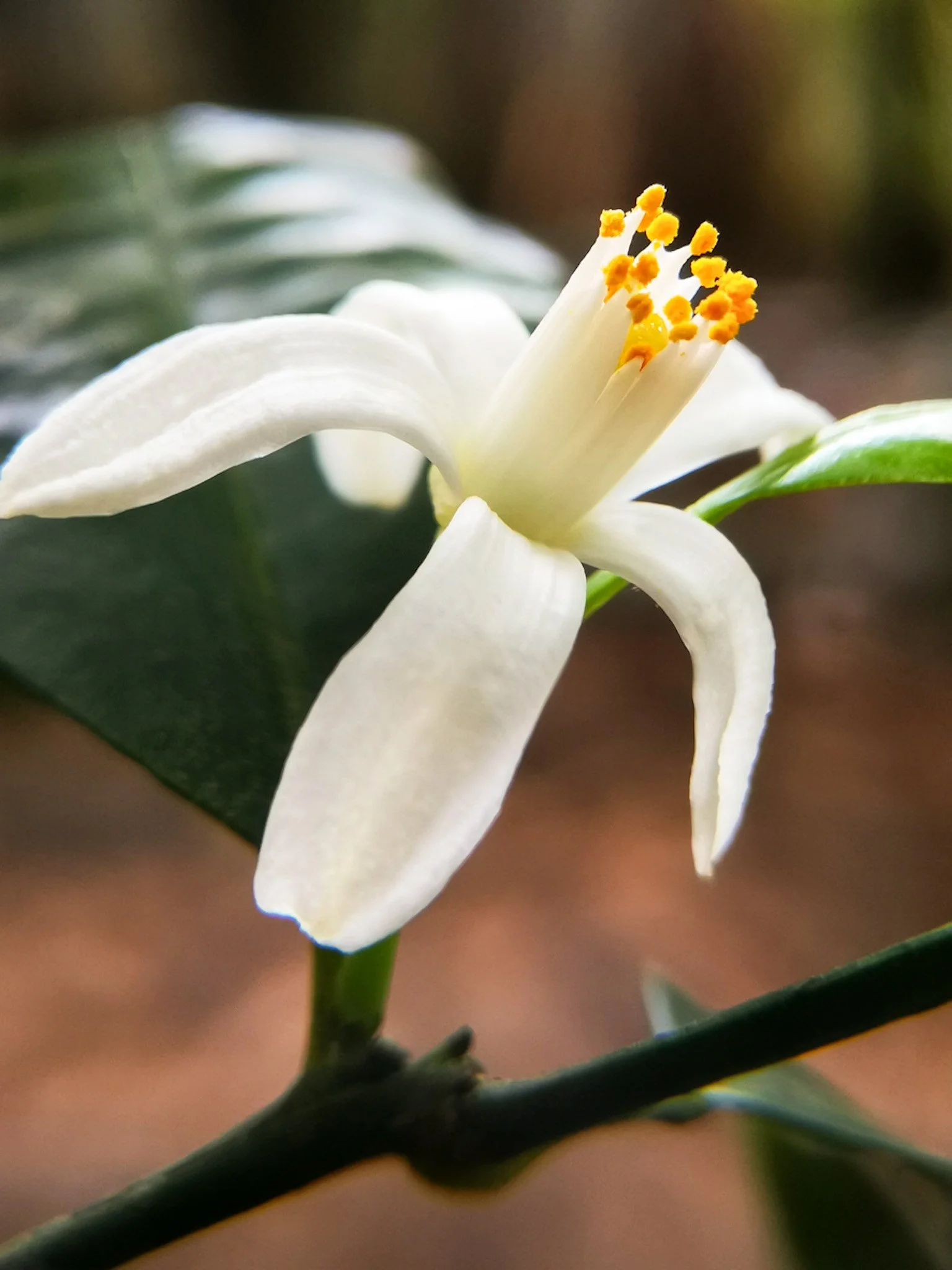 neroli warm .jpeg