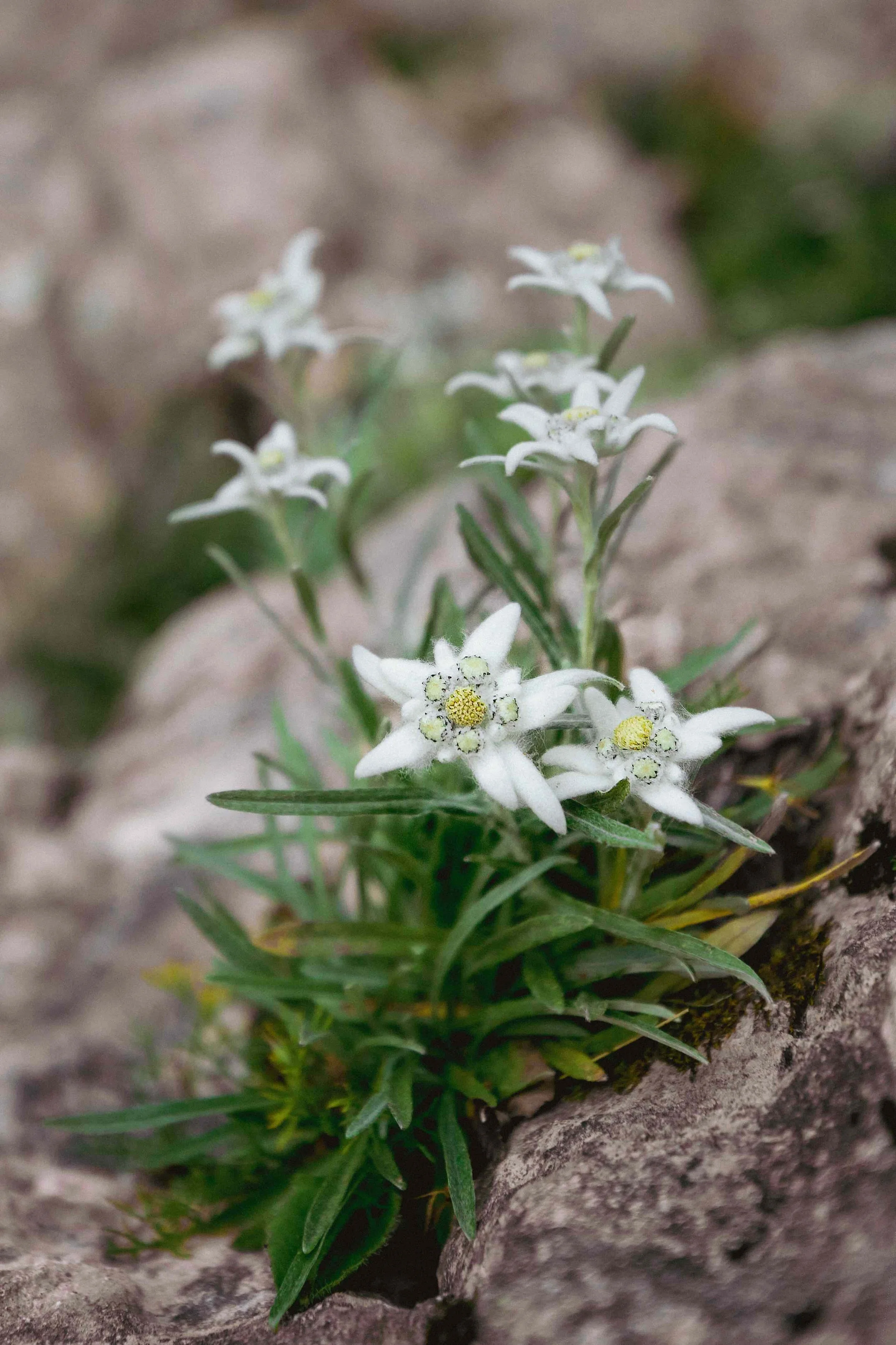 edelweiss- cute small.jpg