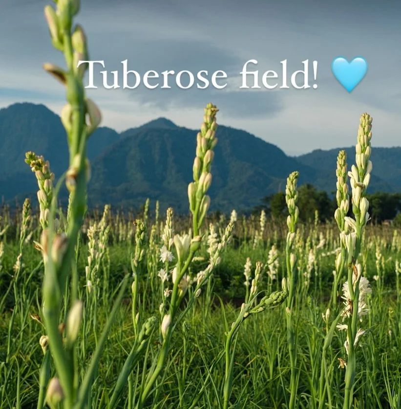 A gorgeous sight&hellip;a field of tuberose in the setting sun. 🩵

#floralchemy