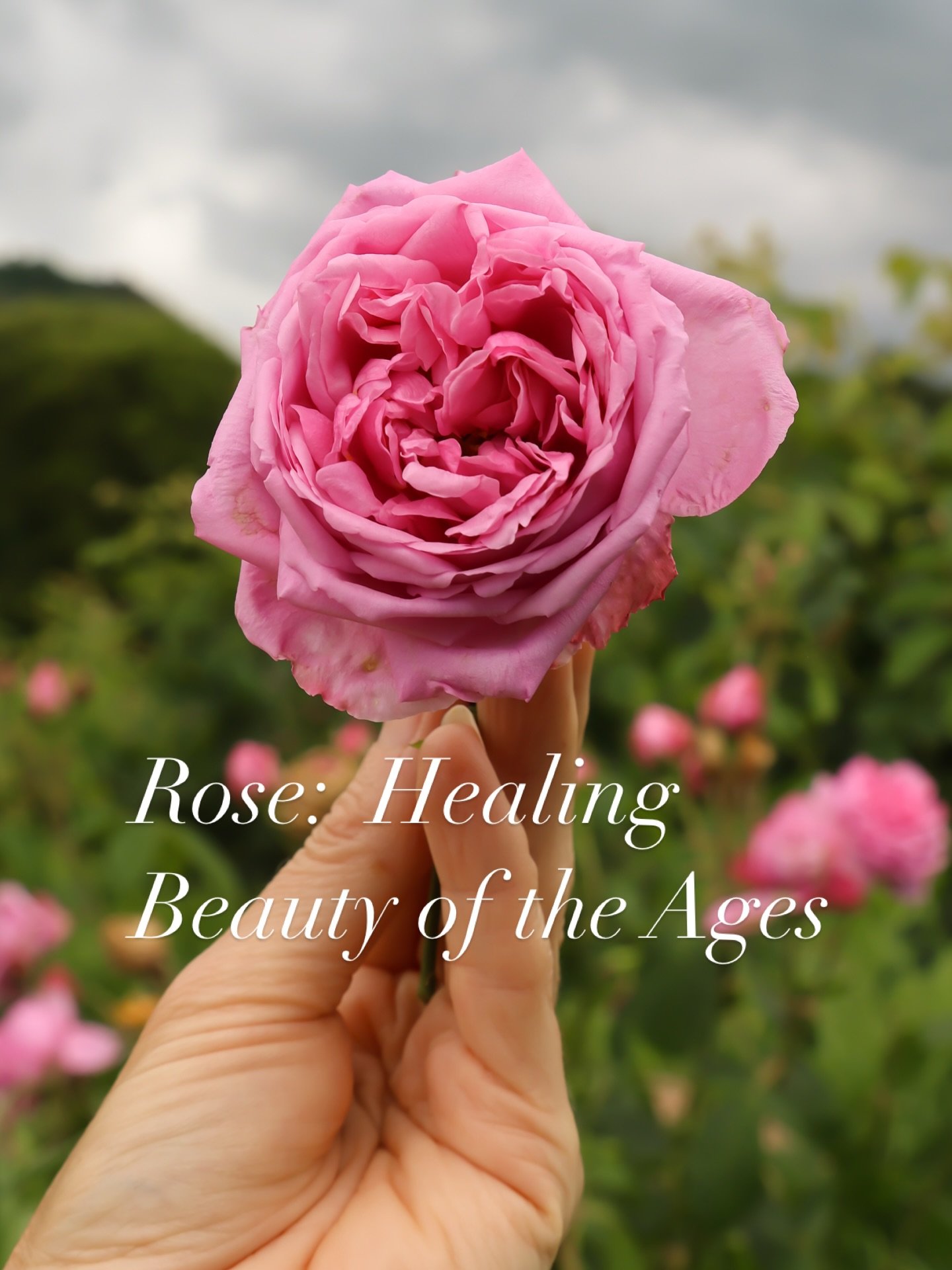 This is your reminder to eat your roses! A must-have in your weekly diet for it&rsquo;s far-reaching longevity benefits. 🥀In Traditional Chinese Medicine, rose (Rosa chinensis) is used to regulate the Qi, remedy harmful stagnation, and gently cool i