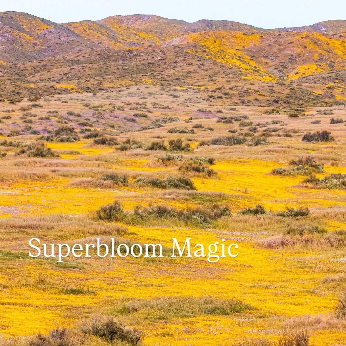💛🌷Spring is in the air! There&rsquo;s nothing more beautiful than a California superbloom! 🌸

#floralchemy #flowerpower #flowerlover