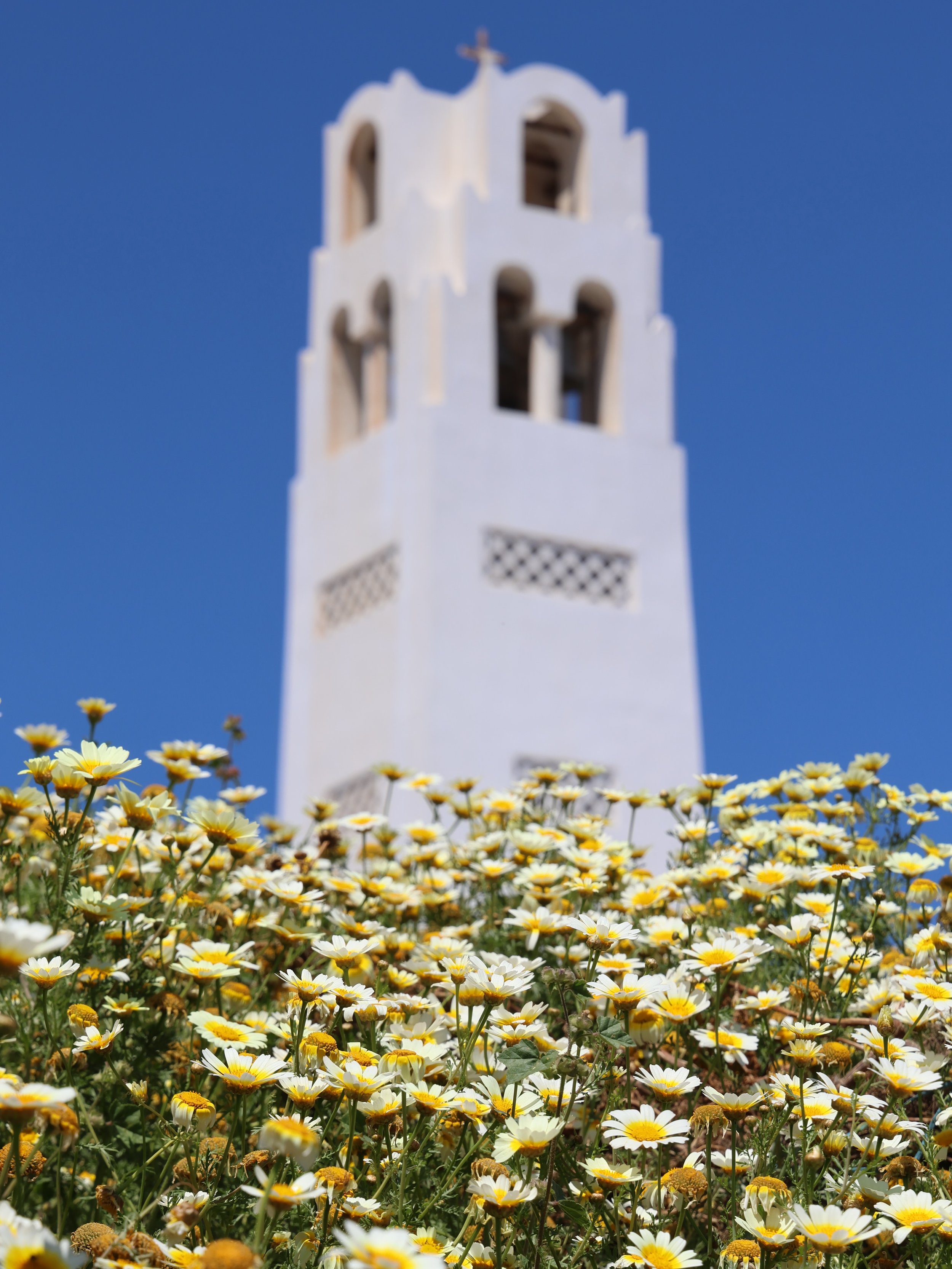 Spring in Greece. 🌼 The uplifting sunny faces of Glebionis coronaria (Crown Daisy), a traditional medicinal flower with impressive healing properties, increases collagen, beautifies your skin and hair, offering vitamin-rich blooms teeming with natur
