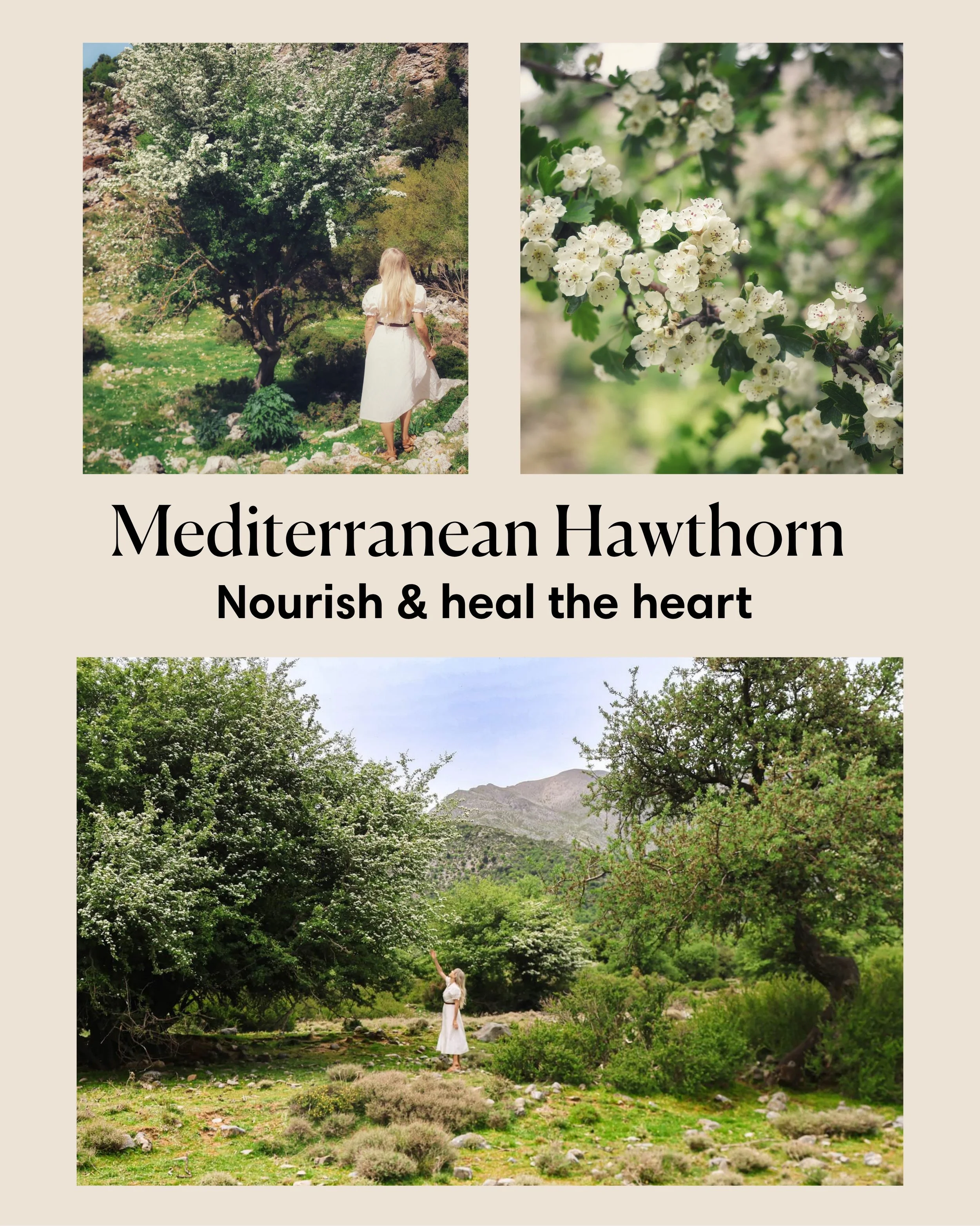 🪽🌸In ancient Greek medicine, hawthorn (Crataegus) was primarily utilized by early physicians to strengthen blood vessels and promote cardiovascular health. The famous 1st-century A.D. physician Dioscorides first detailed the plant&rsquo;s medicinal
