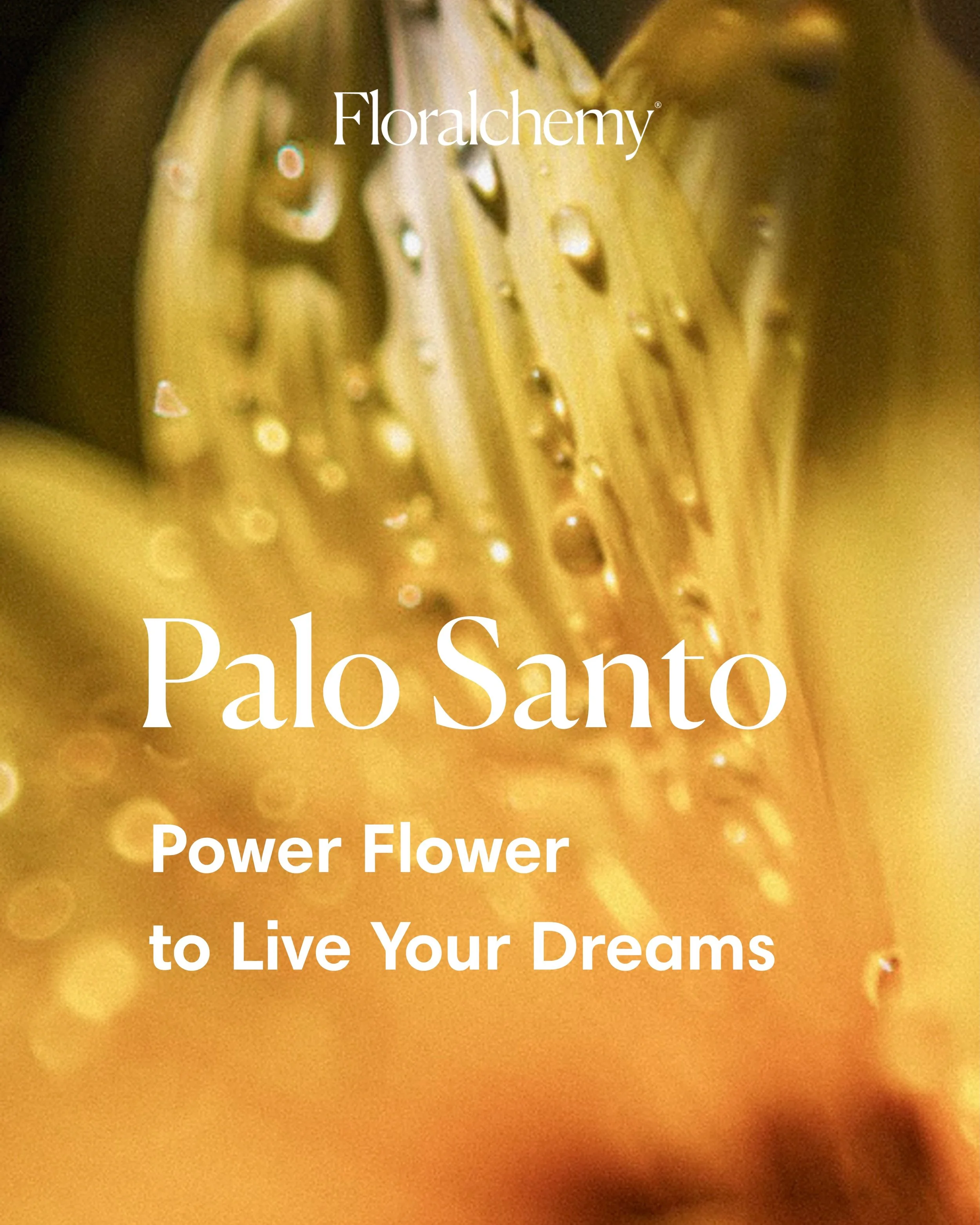 🌼✨Time spent in the Ecuadorian rainforest revealed a rare and special flower that holds remarkable power to help us uncover and manifest our deepest dreams. A delicate, small yellow beauty that appears only briefly during the rainy season, unfurling