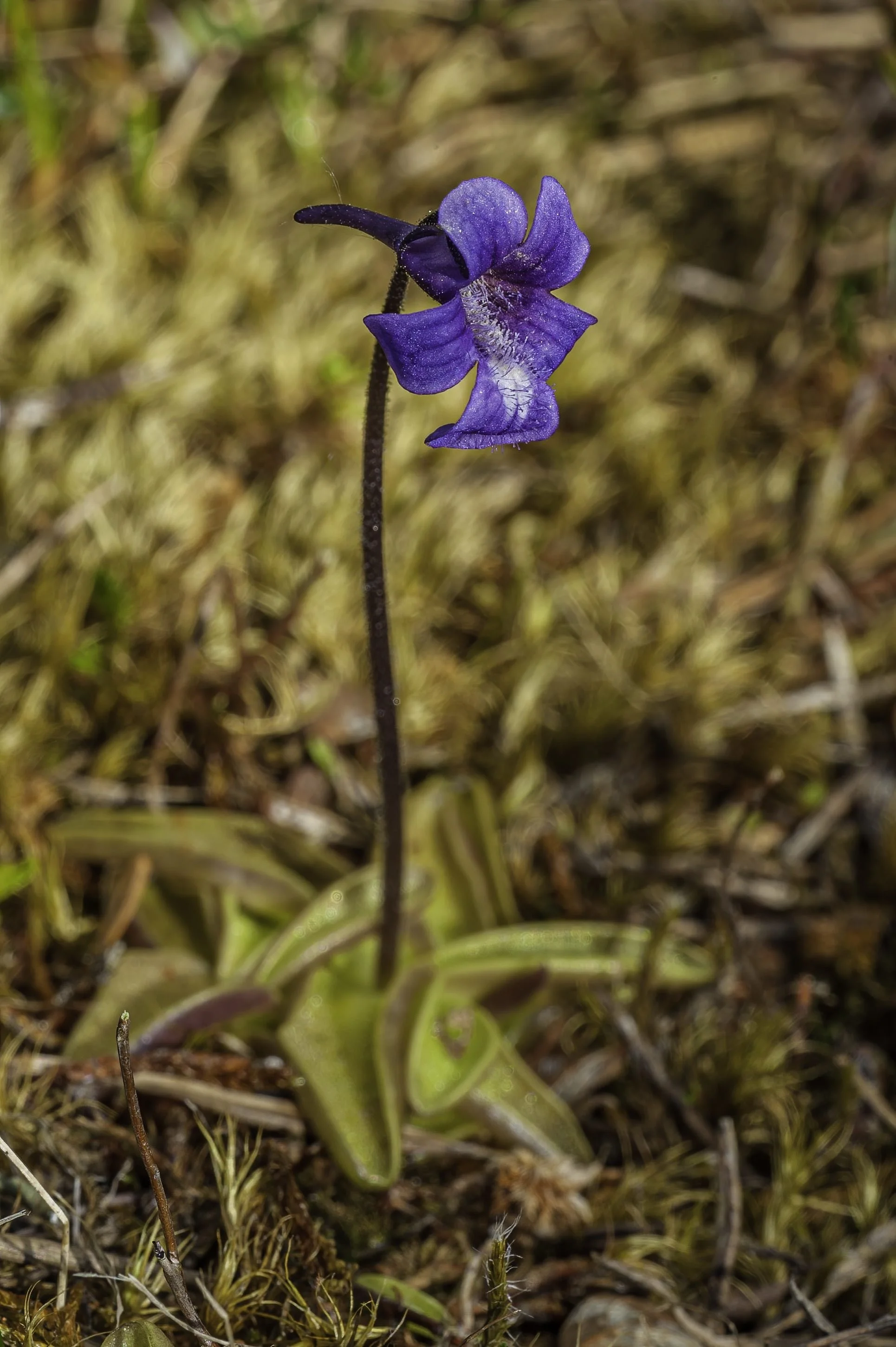 butterwort-small.jpg