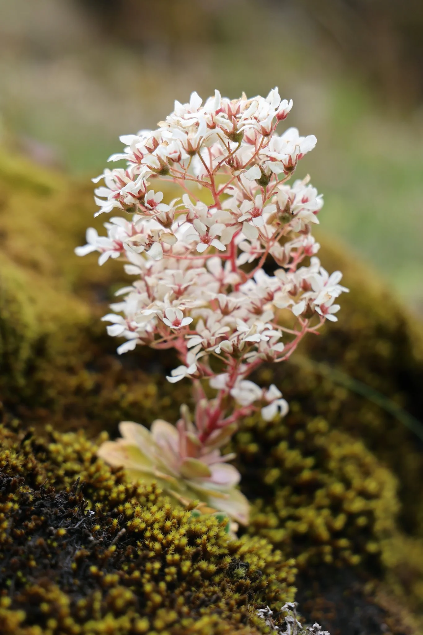 saxifrage .jpg