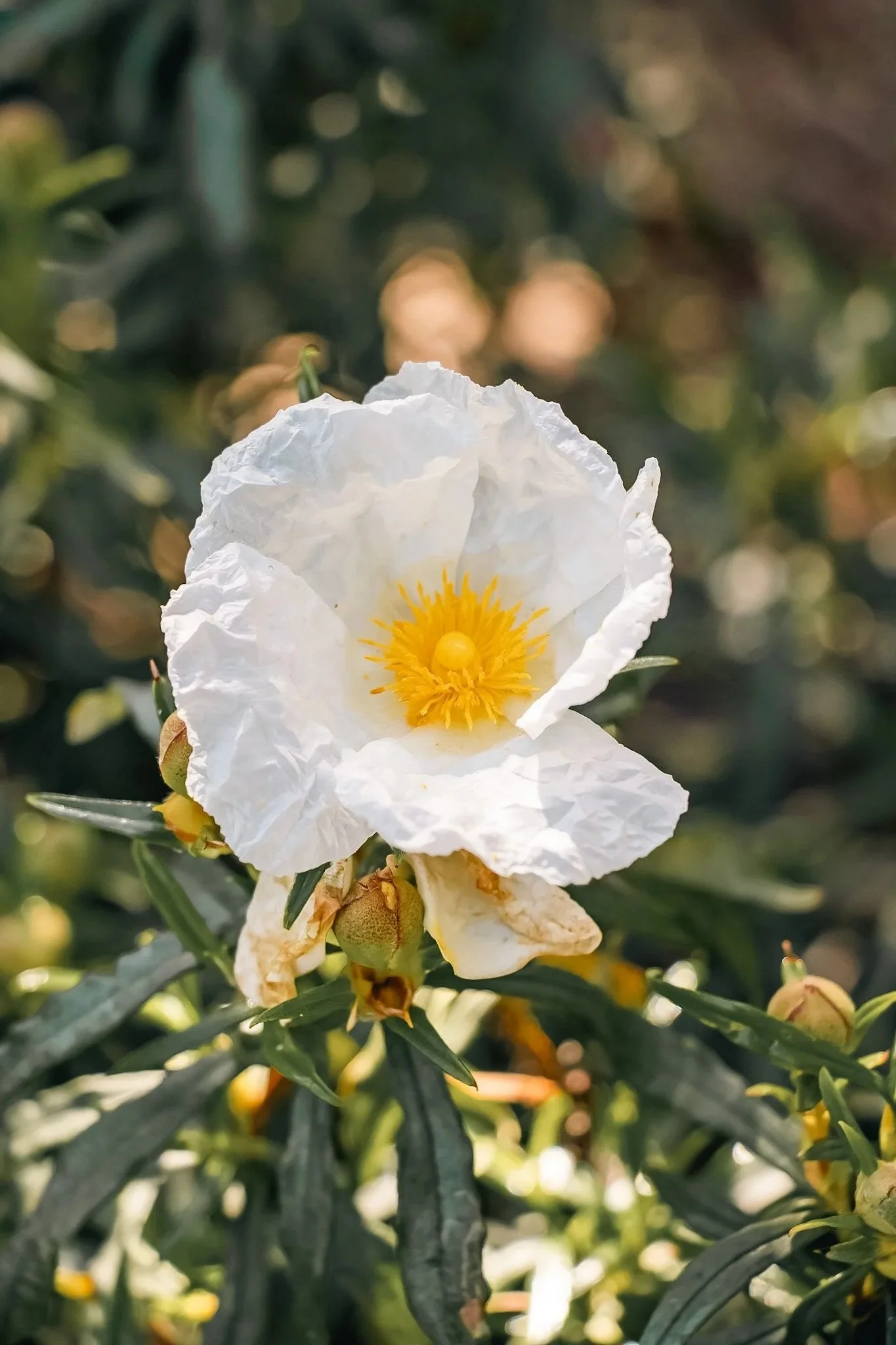 cistus+rockrose.jpg
