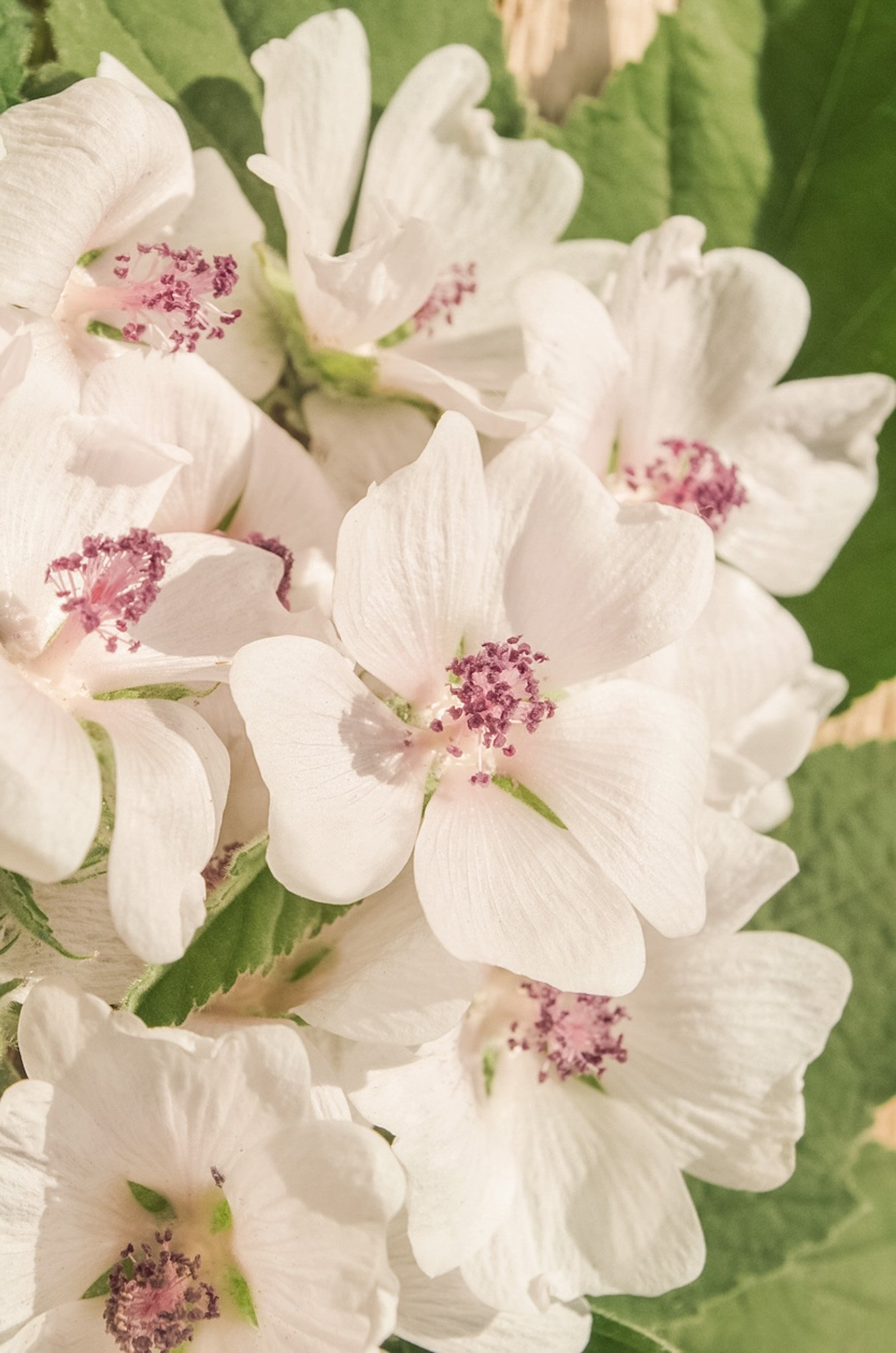 mallow warmer yet.jpeg