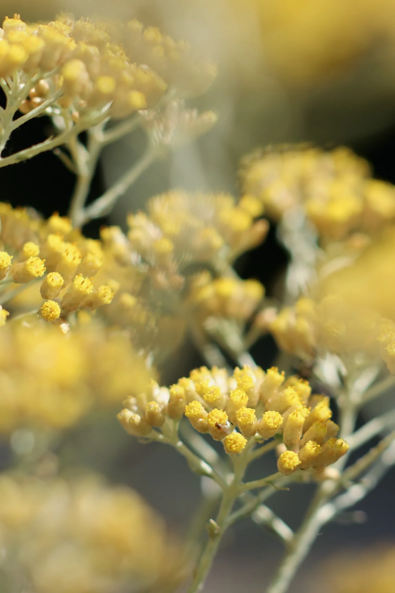 alpine immortelle.jpg