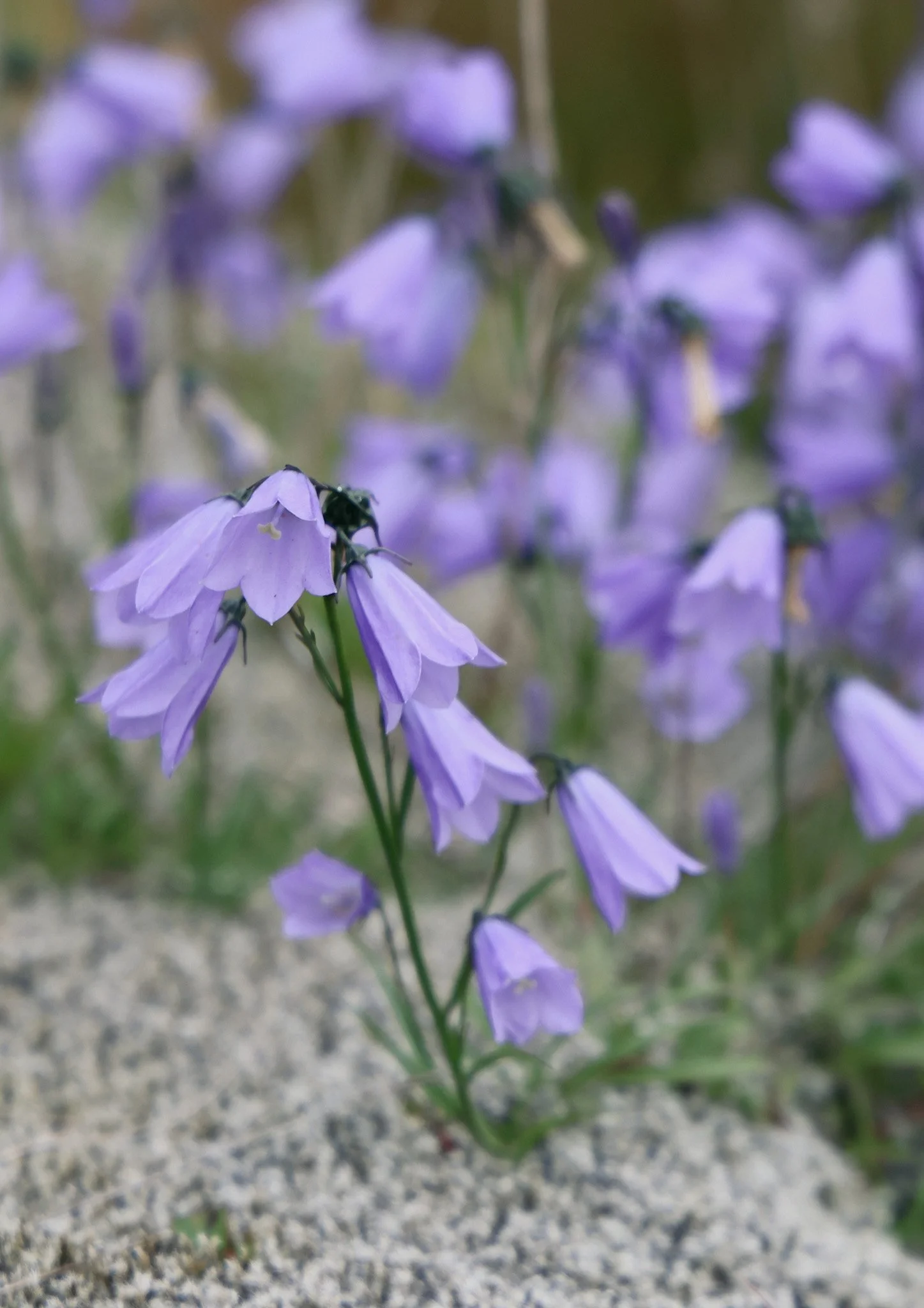 harebell flower.jpeg