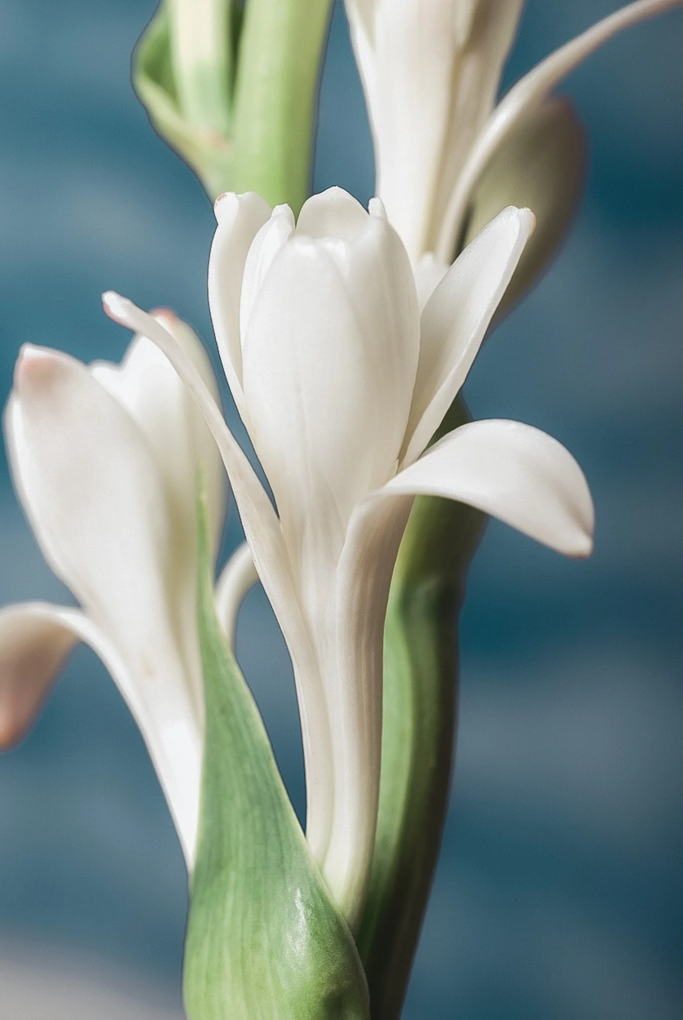 tuberose - soft.jpeg