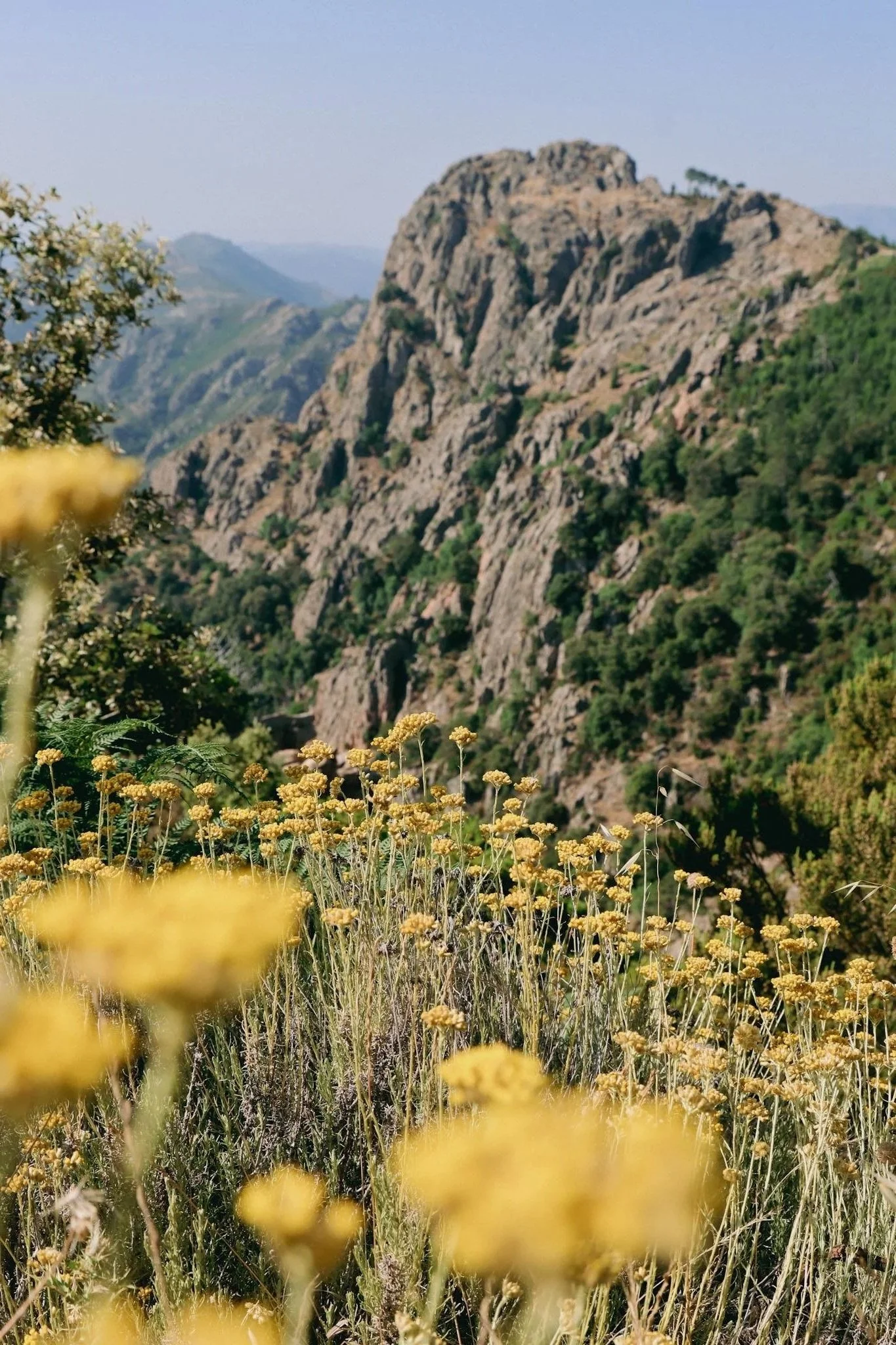 mountain+immortelle+.jpg