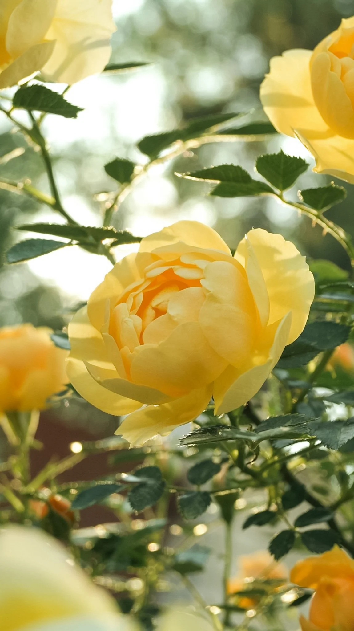 rose golden bloom.jpeg