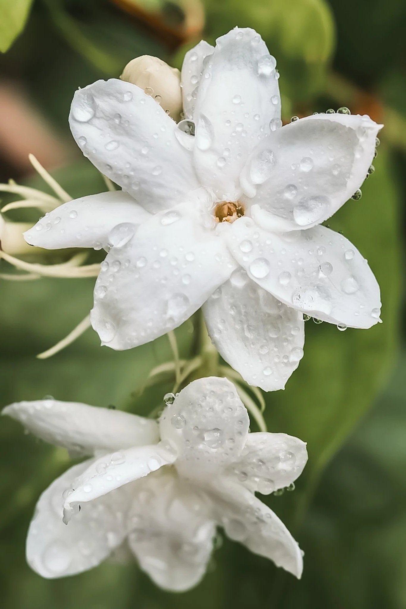 jasmine+2.jpg