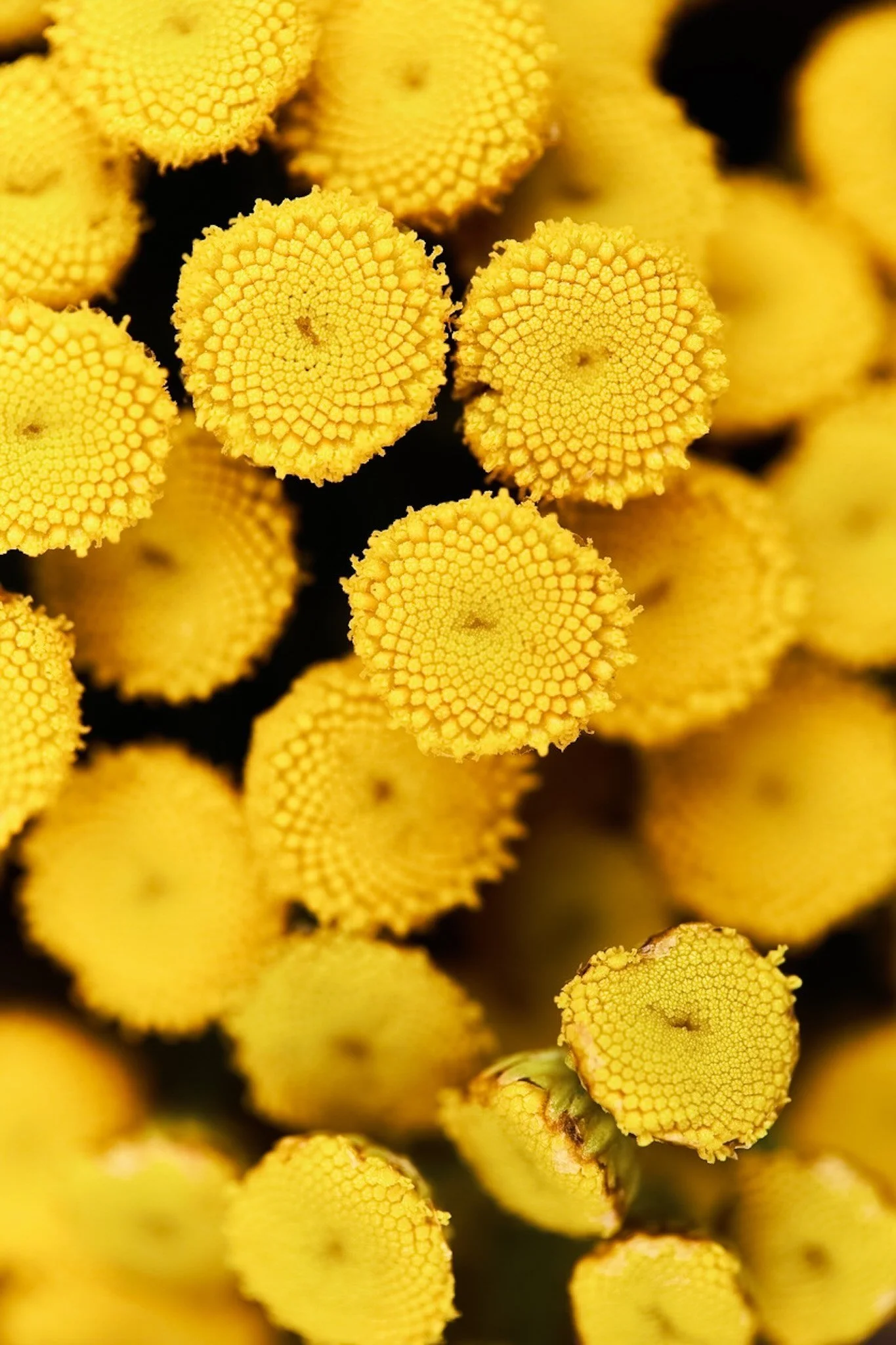 blue tansy macro.jpeg