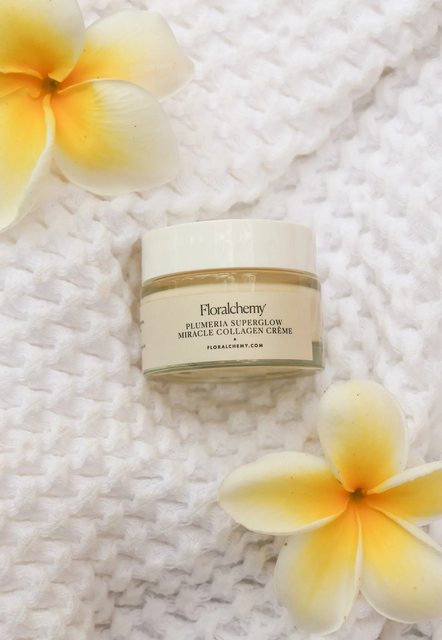 plumeria superglow 2.JPG