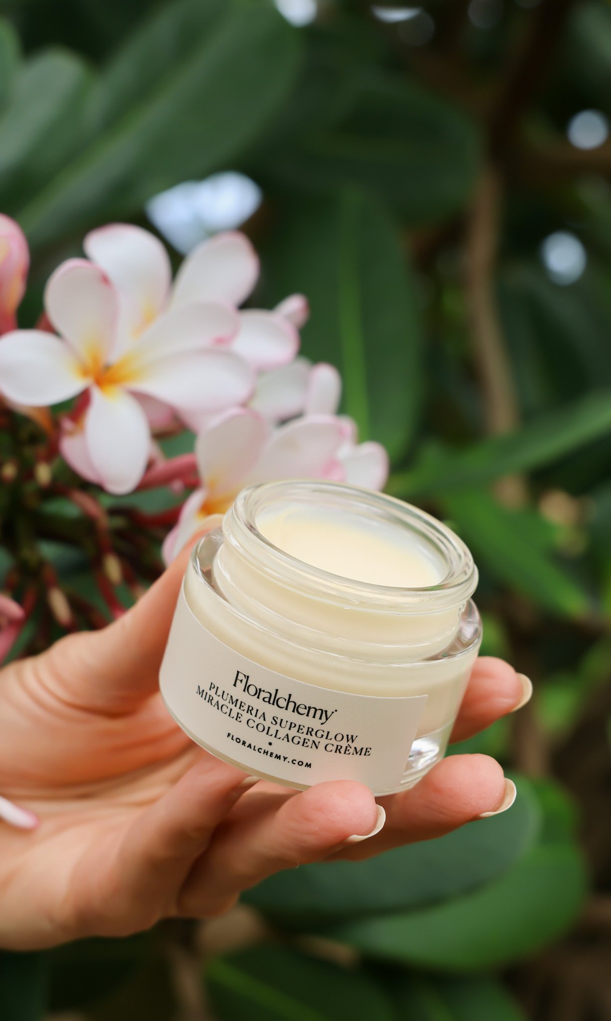 plumeria creme 2.JPG