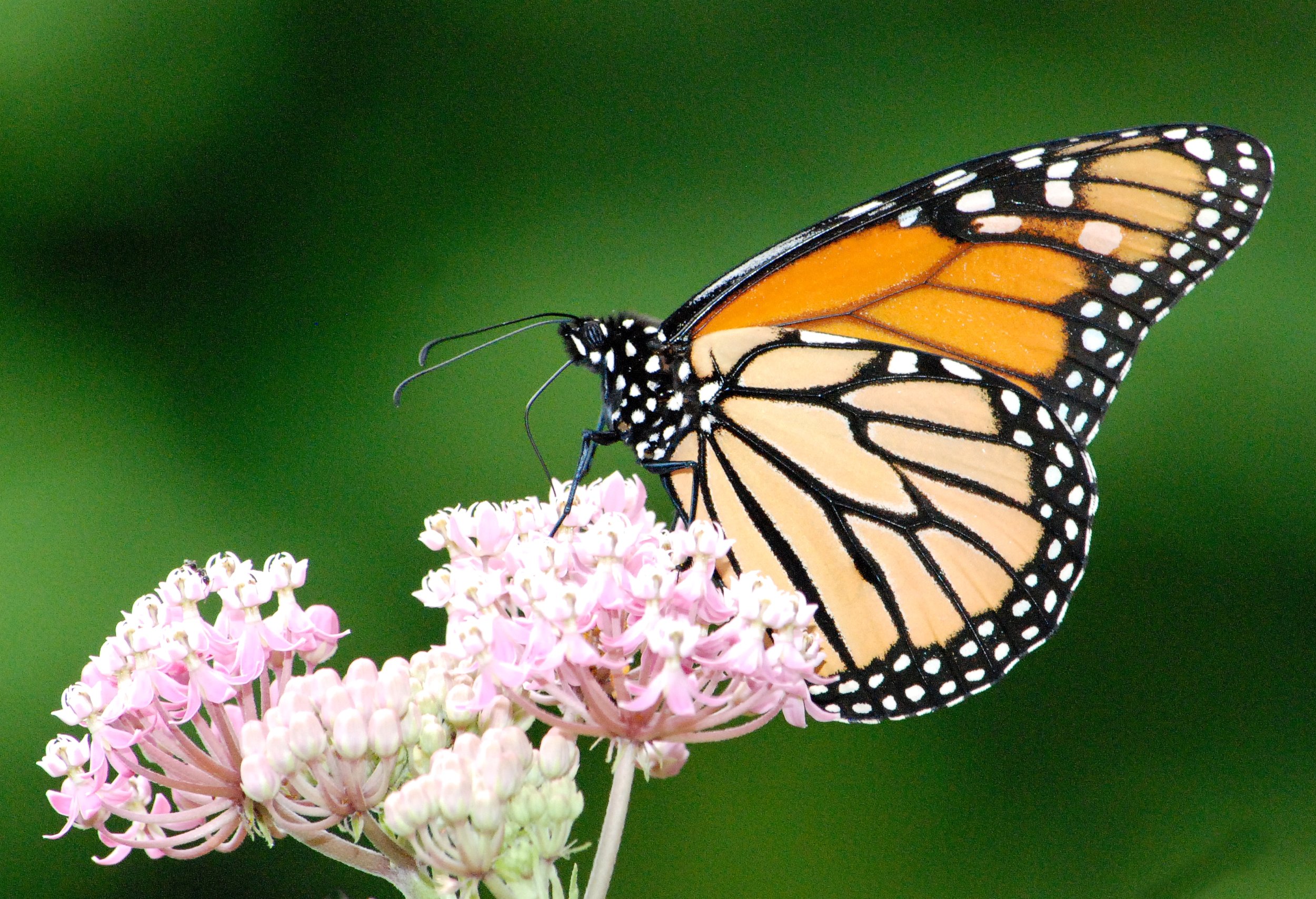 Milkweed for Monarchs