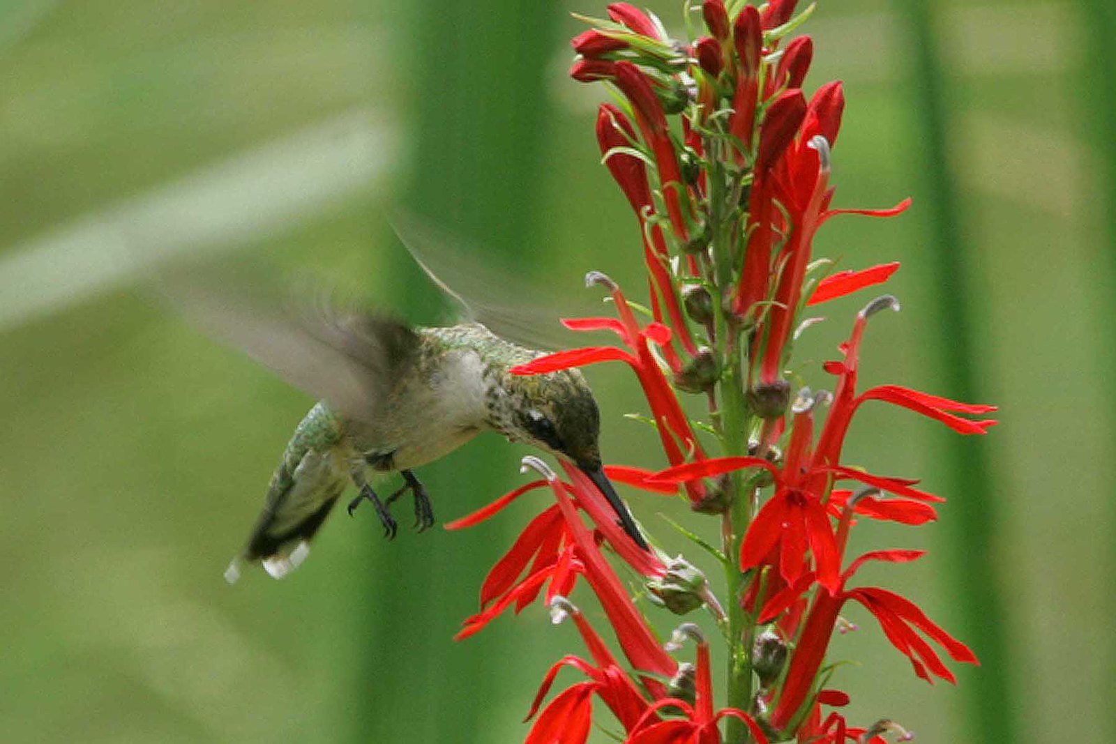 A Haven for Hummingbirds