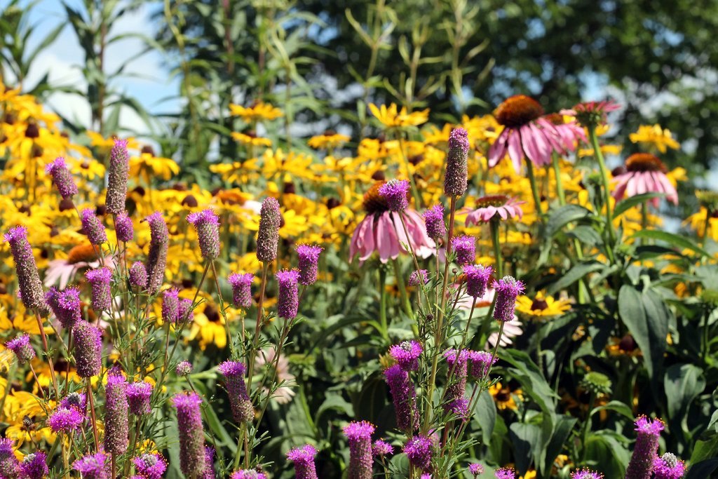 When is a “native planting” not a native planting?