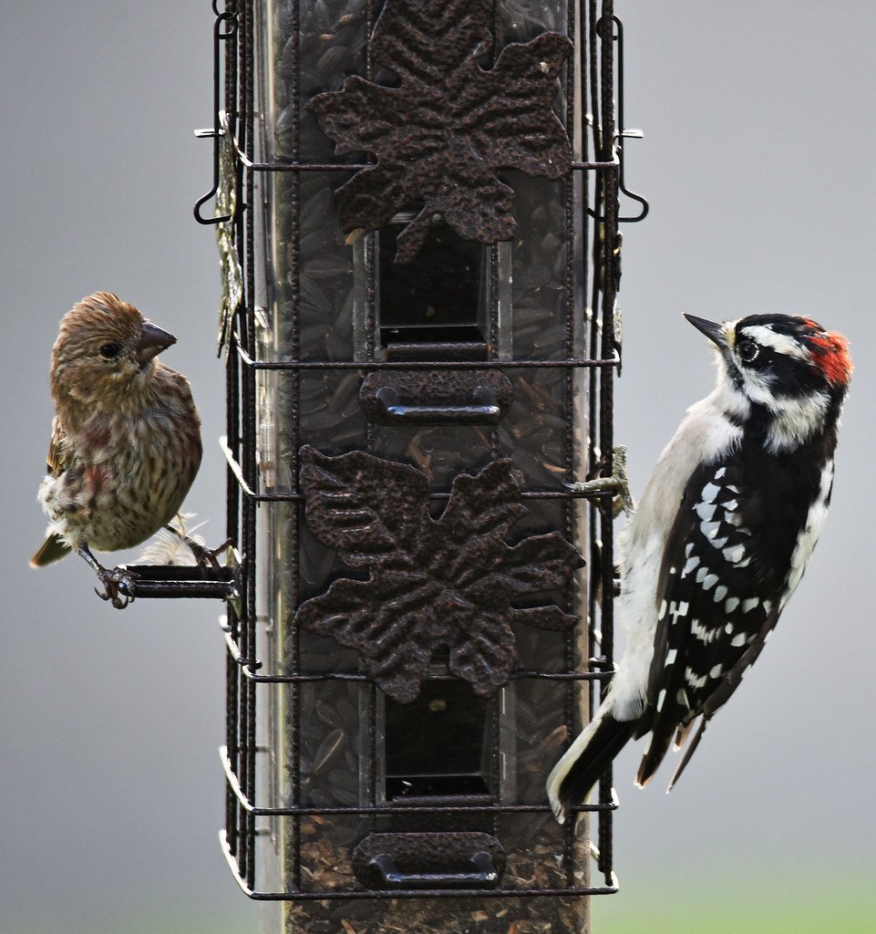 Breakfast for the Birds