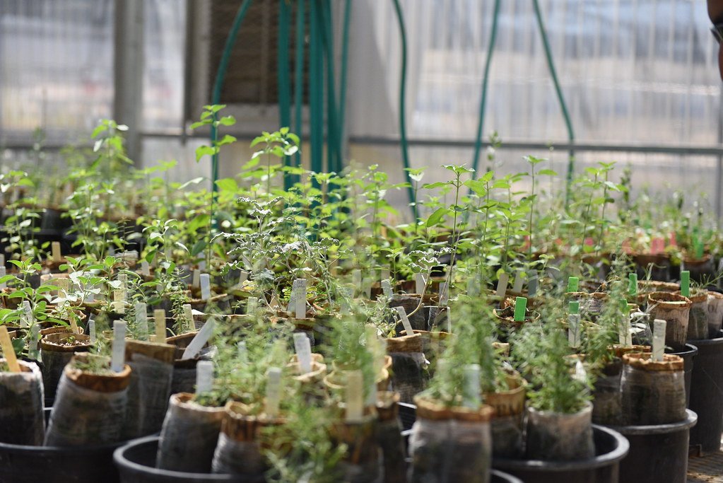 Spring into Native Plant Sales!