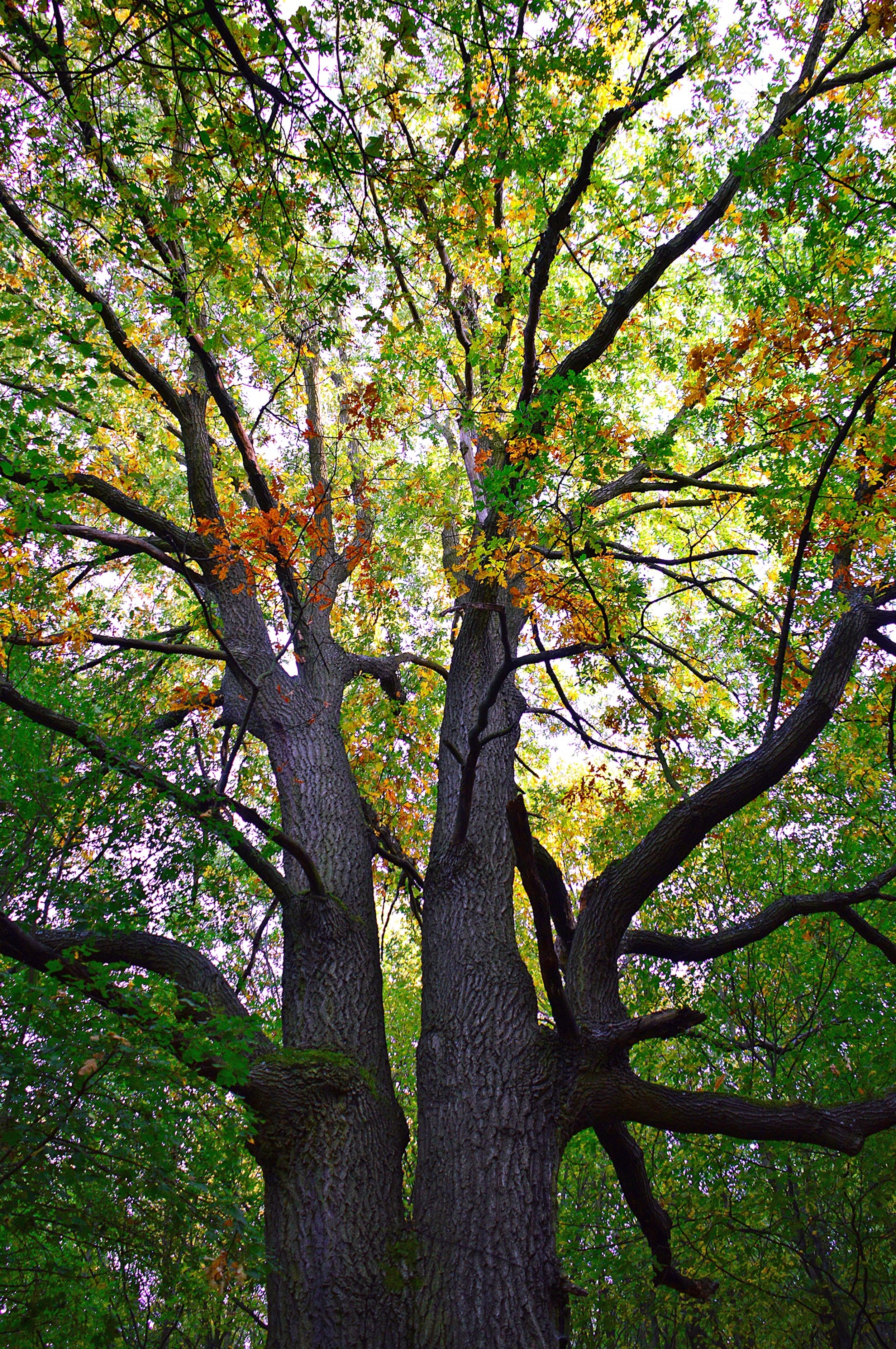 How We Garden Affects the Forest Preserves
