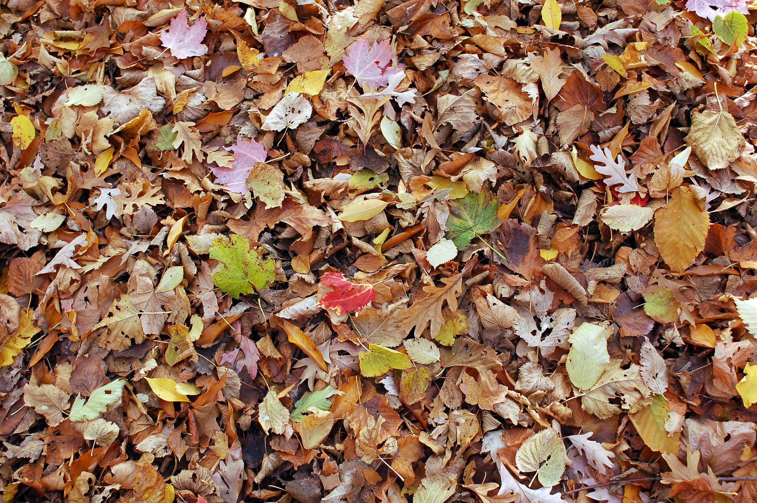 Don’t Toss All the Leaves