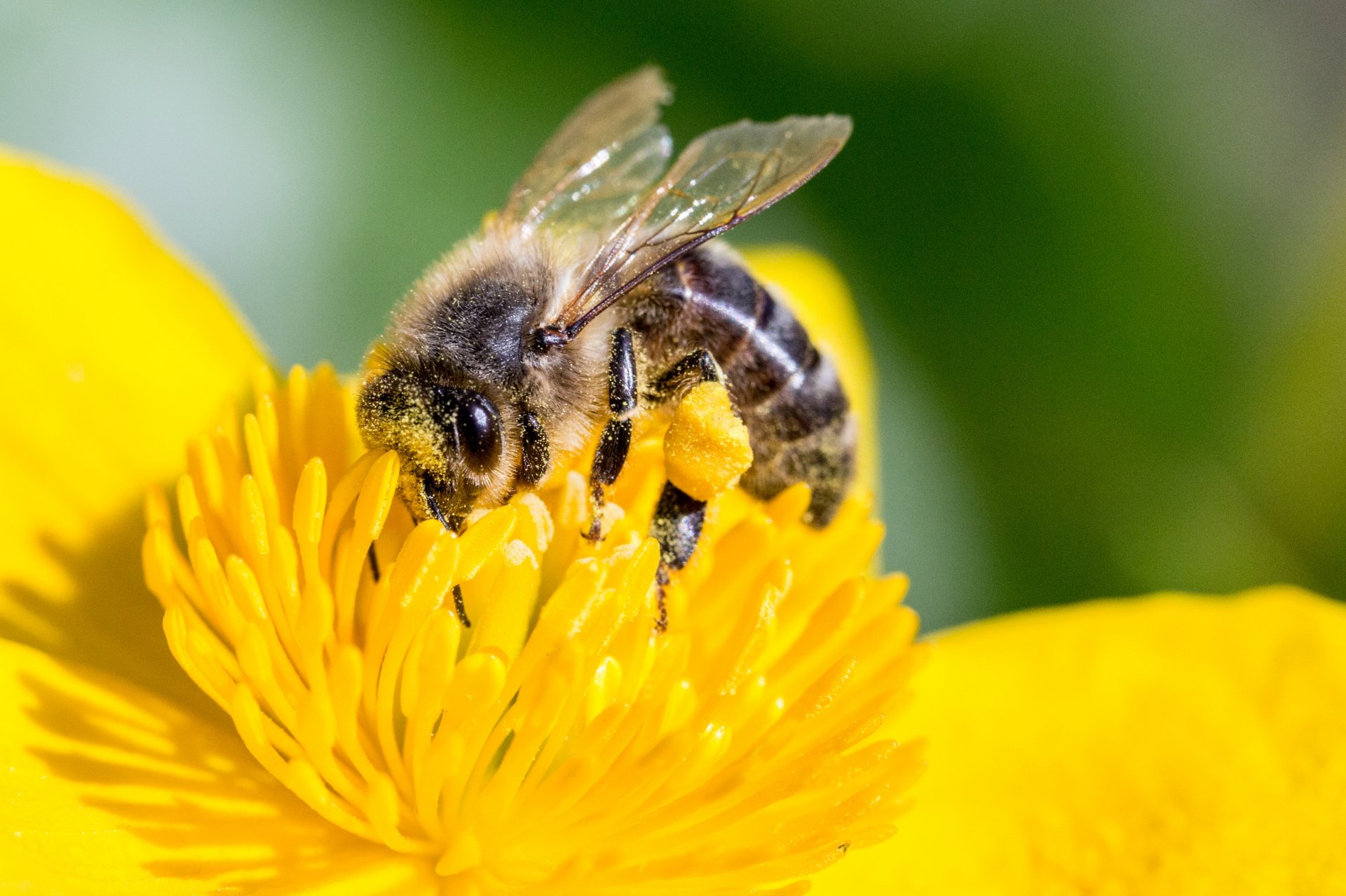 A Different Kind of Buzz